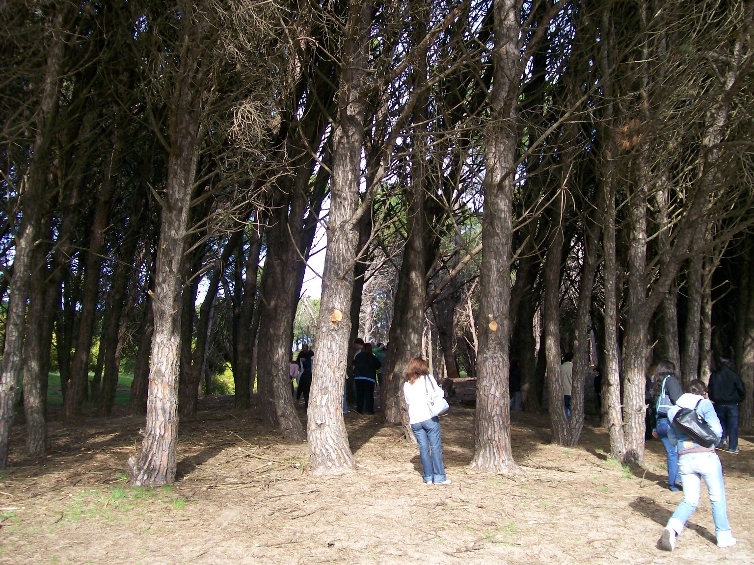 Bosque Energético pine forest, Miramar, Argentina