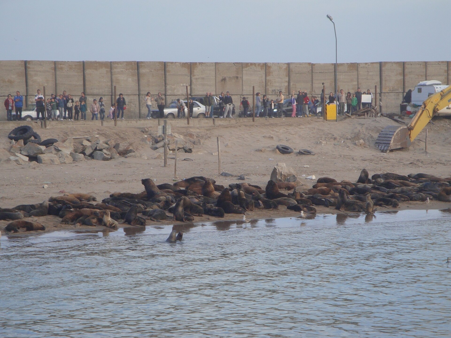 Sea lion colony at the Port of Mar del Plata, Argentina