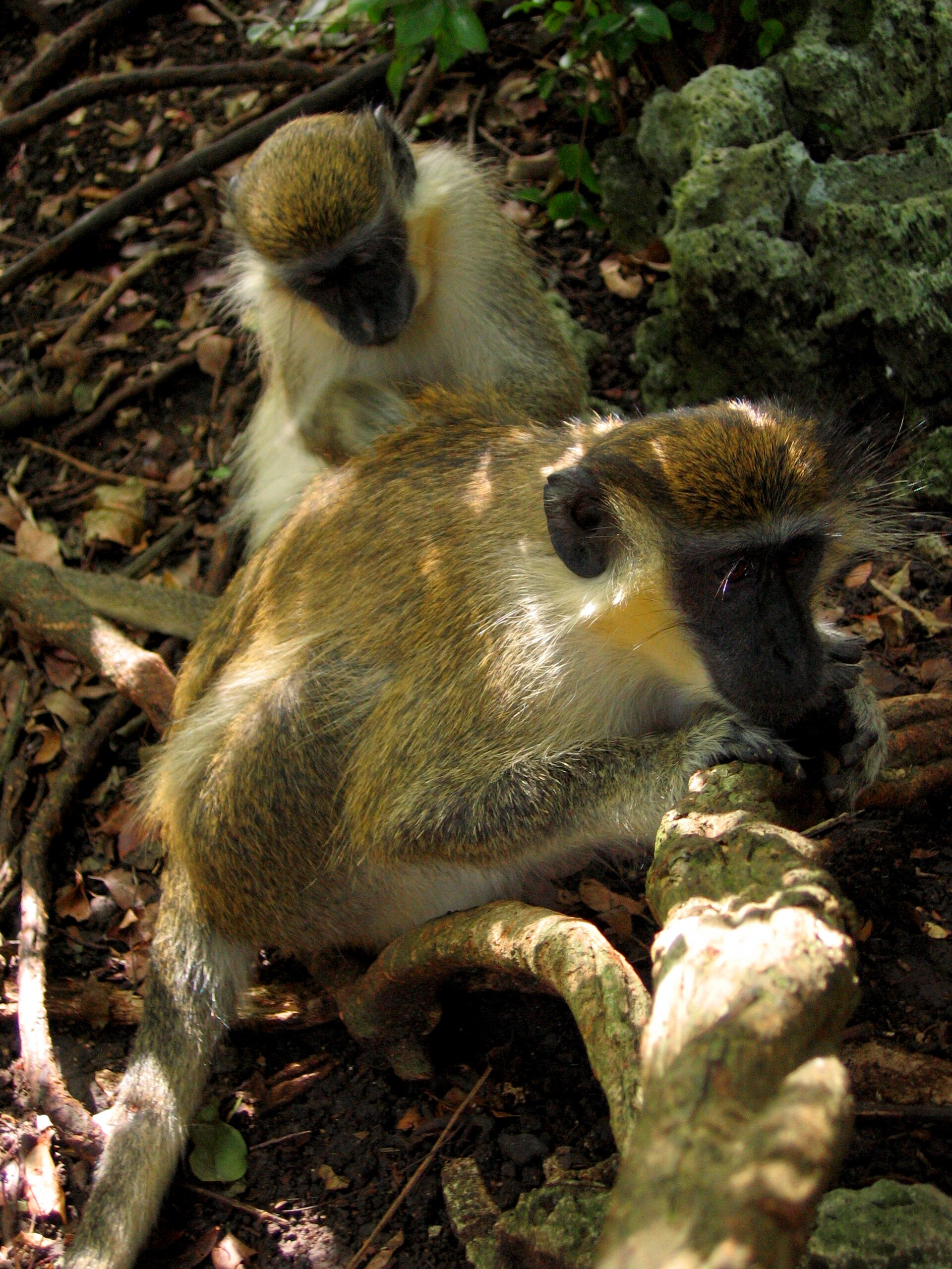 Green monkey at Barbados Wildlife Reserve
