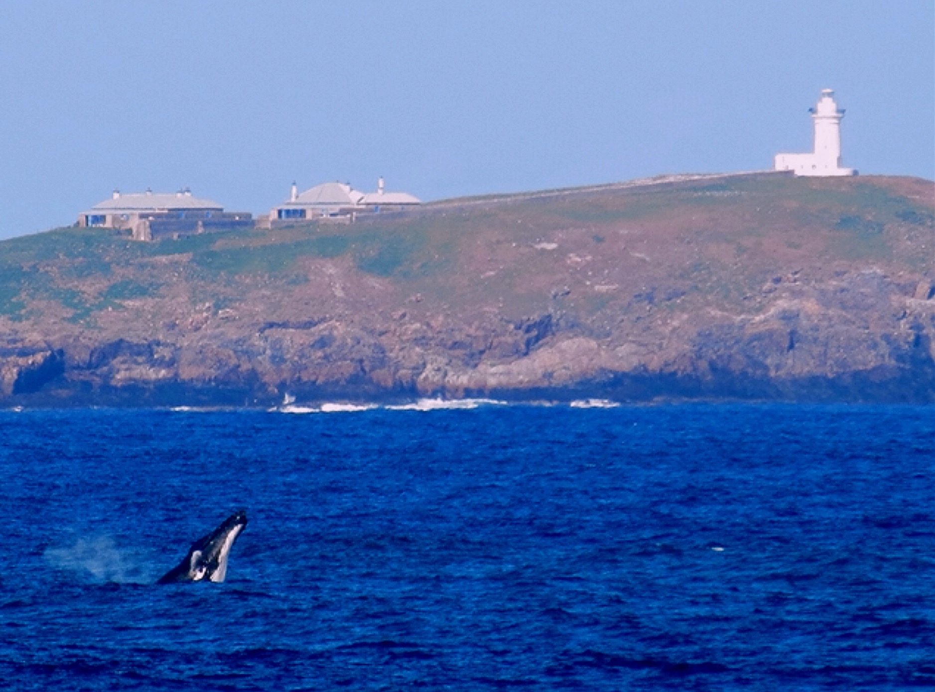 Humpback whale breaching off the New South Wales coast, Australia