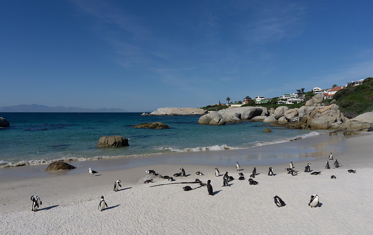 African penguins at Boulders Beach, Simon's Town
