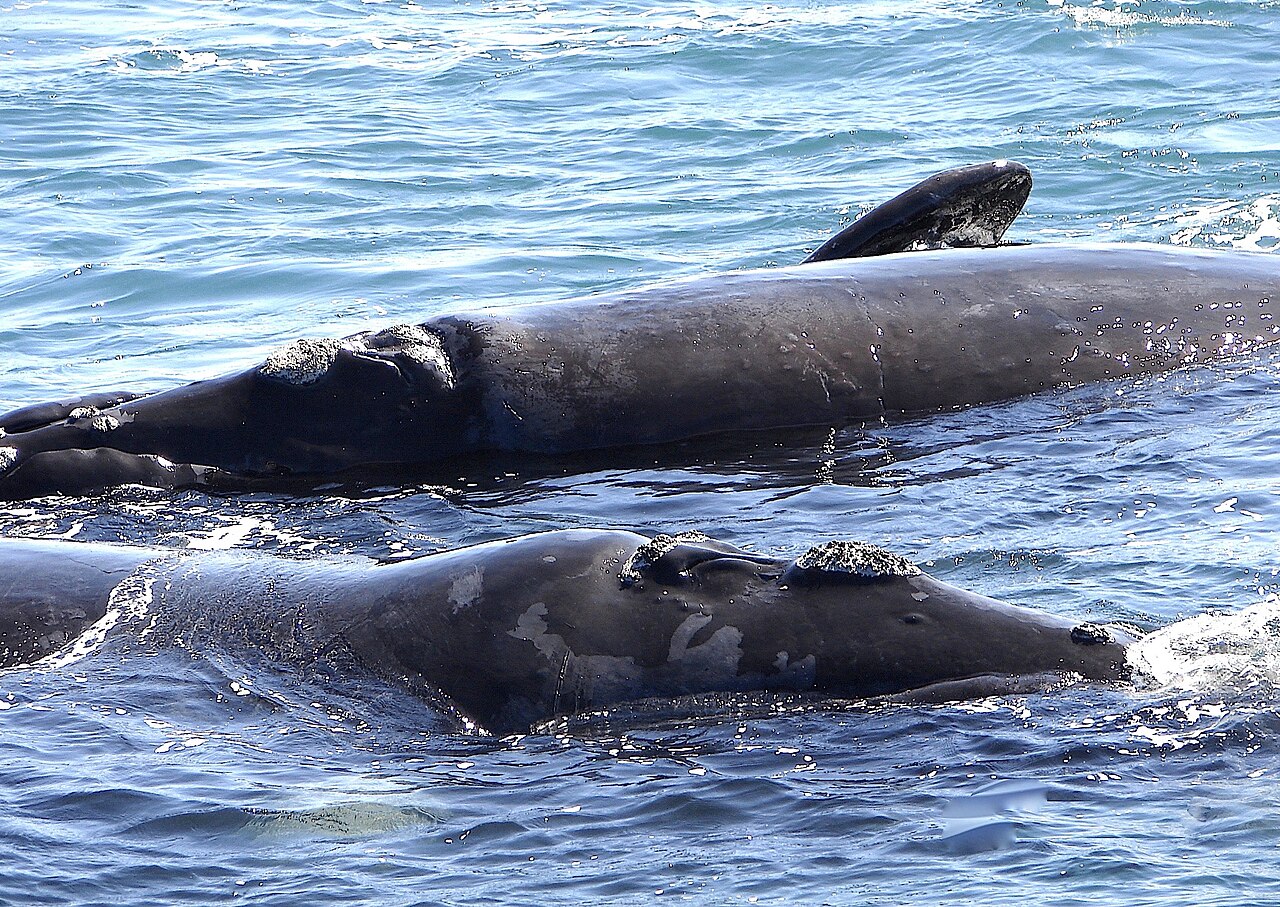 Southern right whales near Hermanus