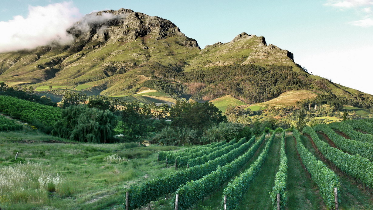 Vineyard rows in the Stellenbosch wine region