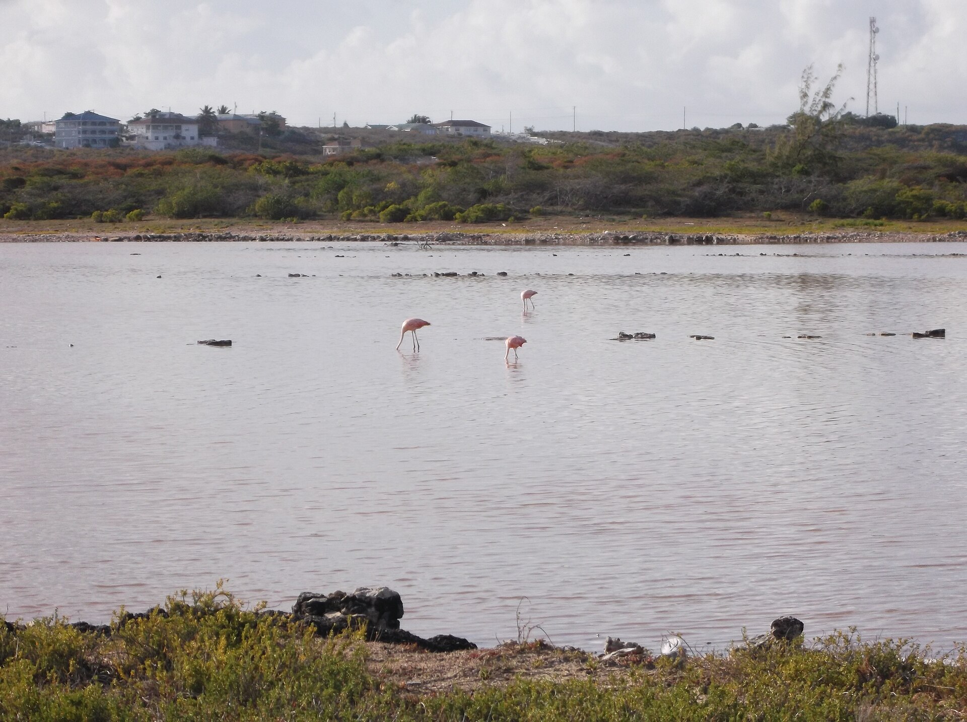 Flamingos at Grand Turk, Turks and Caicos