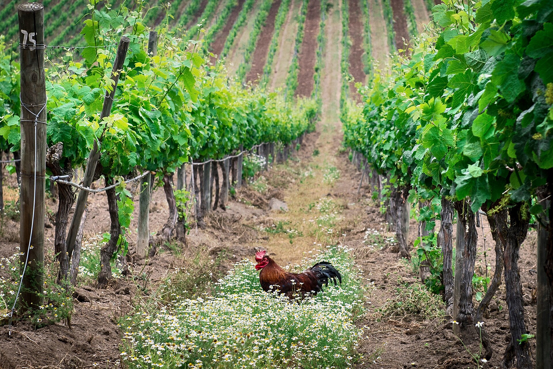 Vineyards in the Casablanca Valley, Chile