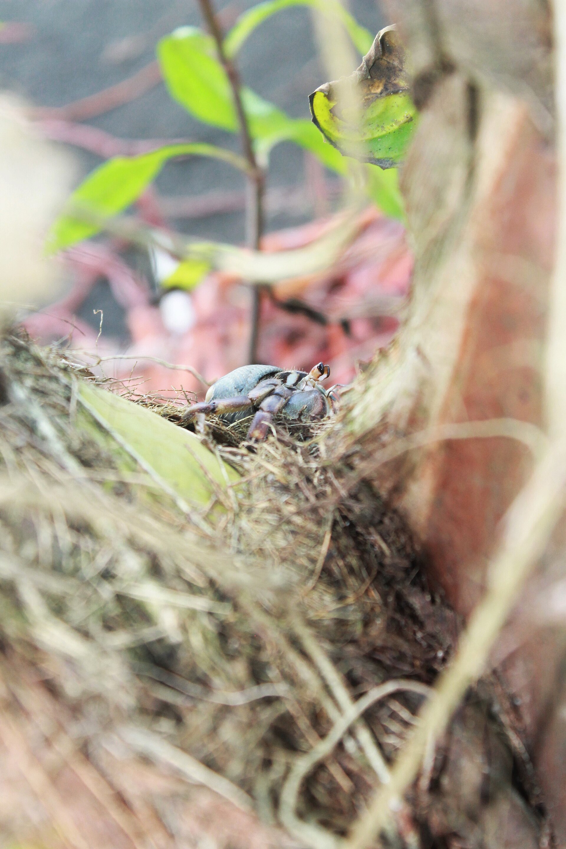 Land hermit crab on the Colombian Pacific coast, Nuquí, Colombia