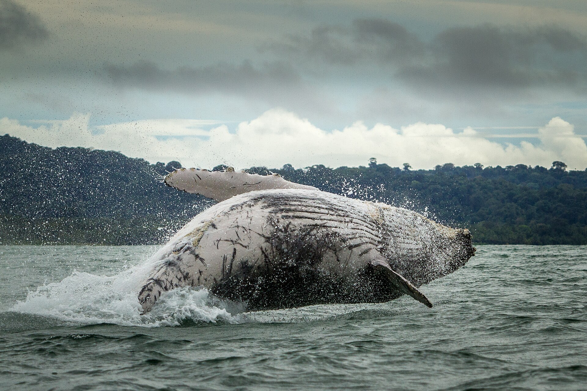 Humpback whale breaching off the coast of Chocó, Colombia