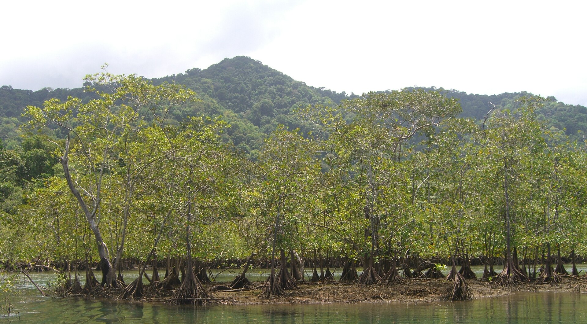 Mangrove forest, Ensenada de Utría, Chocó, Colombia