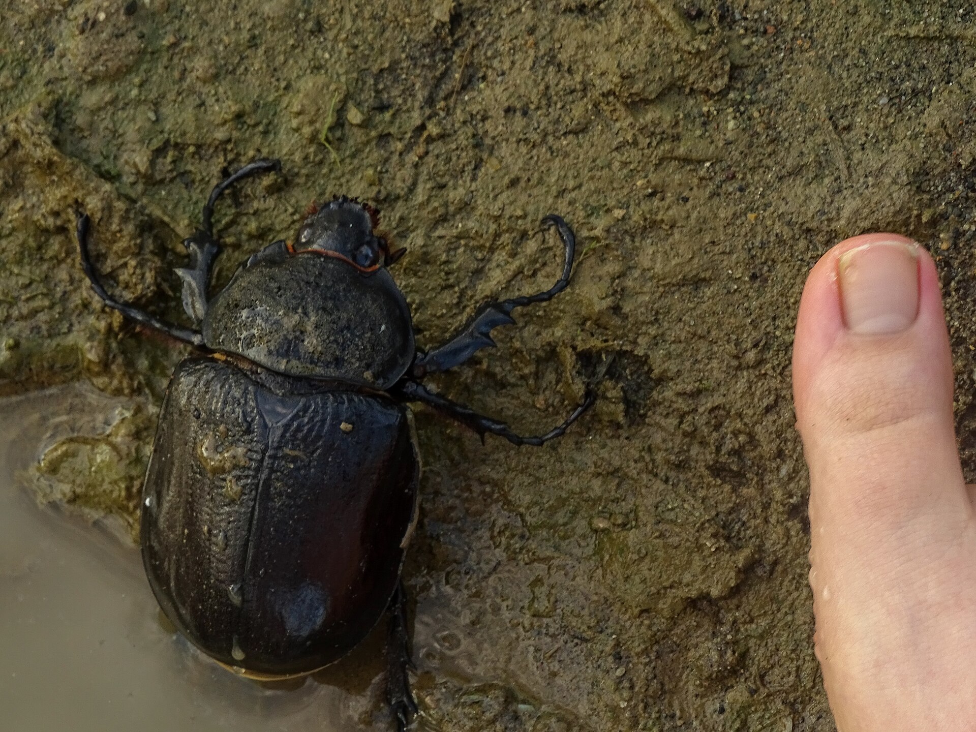 Megasoma mars beetle on the beach of Nuquí, Chocó, Colombia