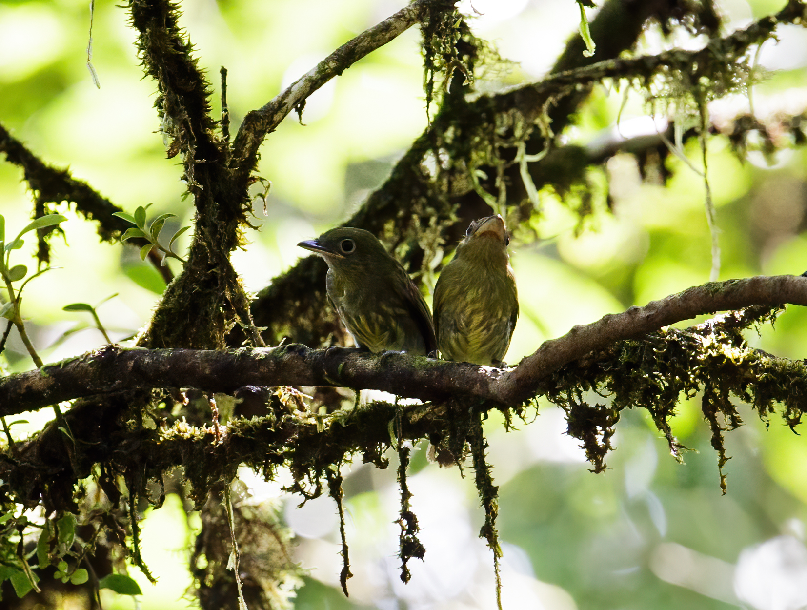 Pacific Flatbill bird, Ensenada de Utría National Park, Chocó, Colombia