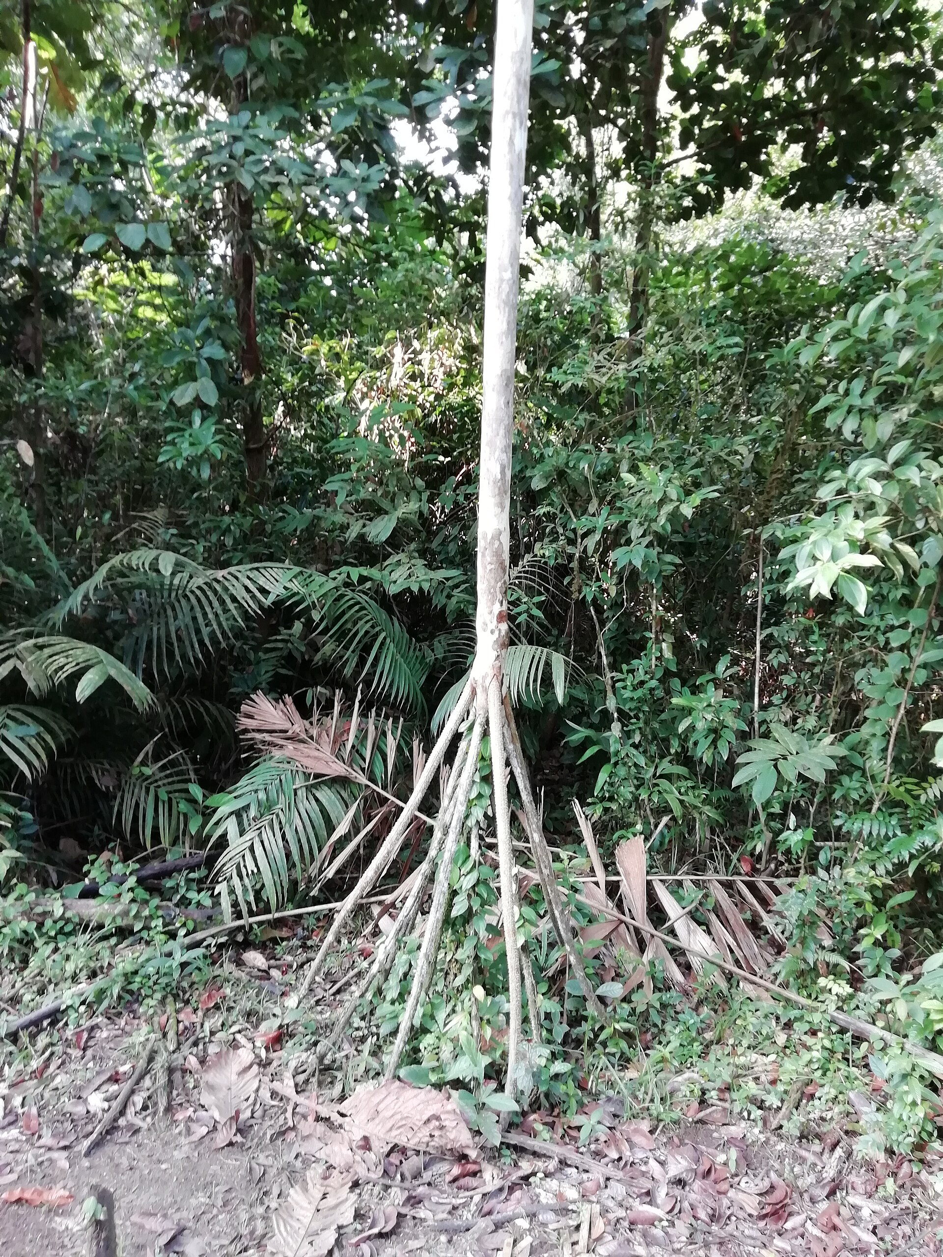Walking palm (Socratea exorrhiza), Ensenada de Utría National Park, Colombia