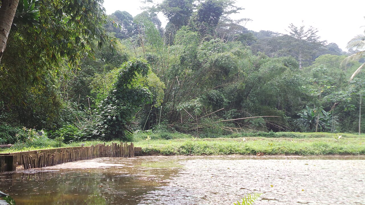 Rainforest at Banco National Park, Abidjan, Côte d'Ivoire