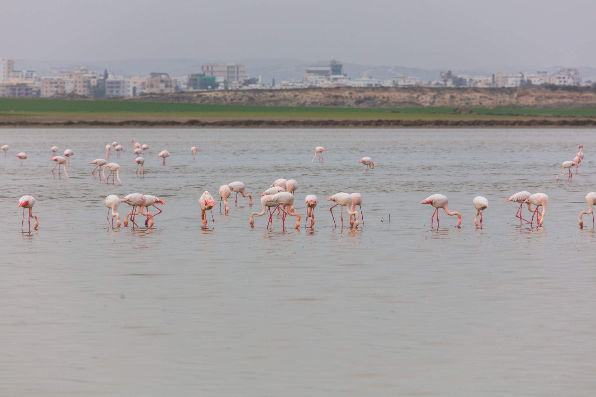 Greater flamingos wintering at a Cyprus salt lake