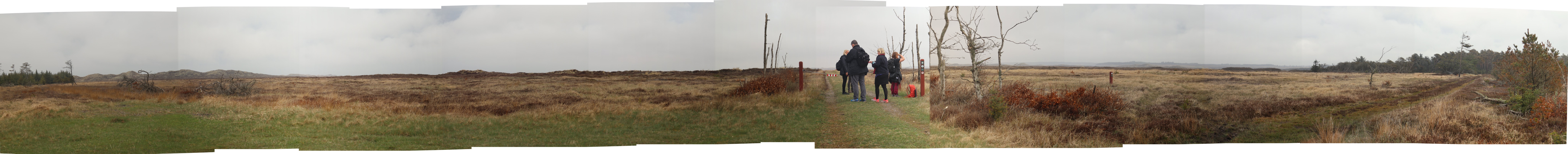 Thy National Park dune-heath landscape, Denmark