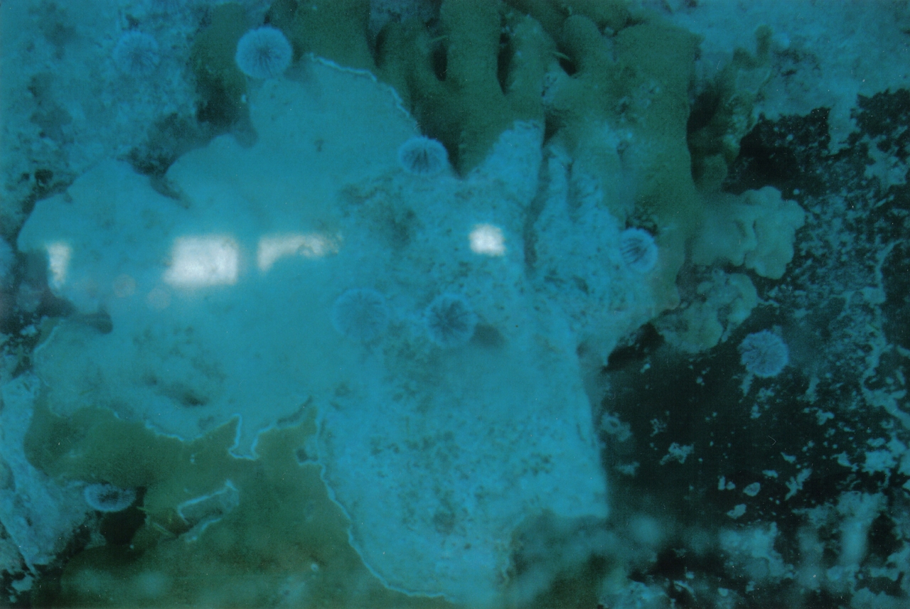 Coral gardens seen from a glass-bottom boat, Sosúa Bay, Dominican Republic