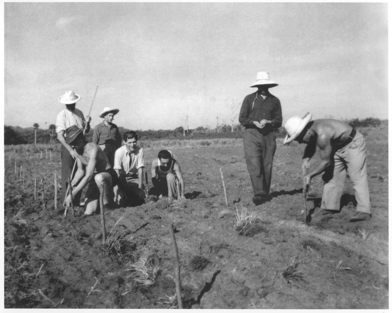 Jewish refugees working in the fields in Sosúa, Dominican Republic