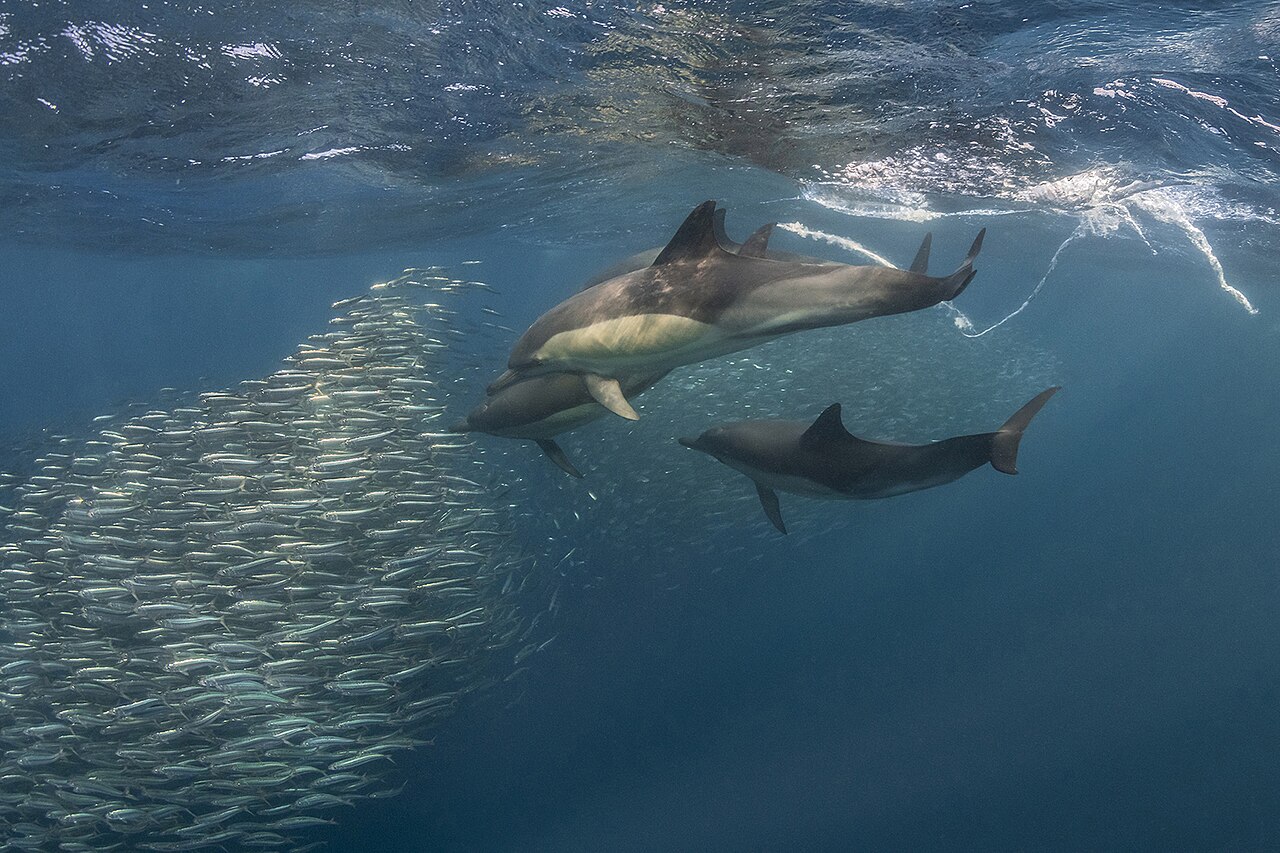 Dolphins feeding on a sardine bait ball during the South Africa sardine run