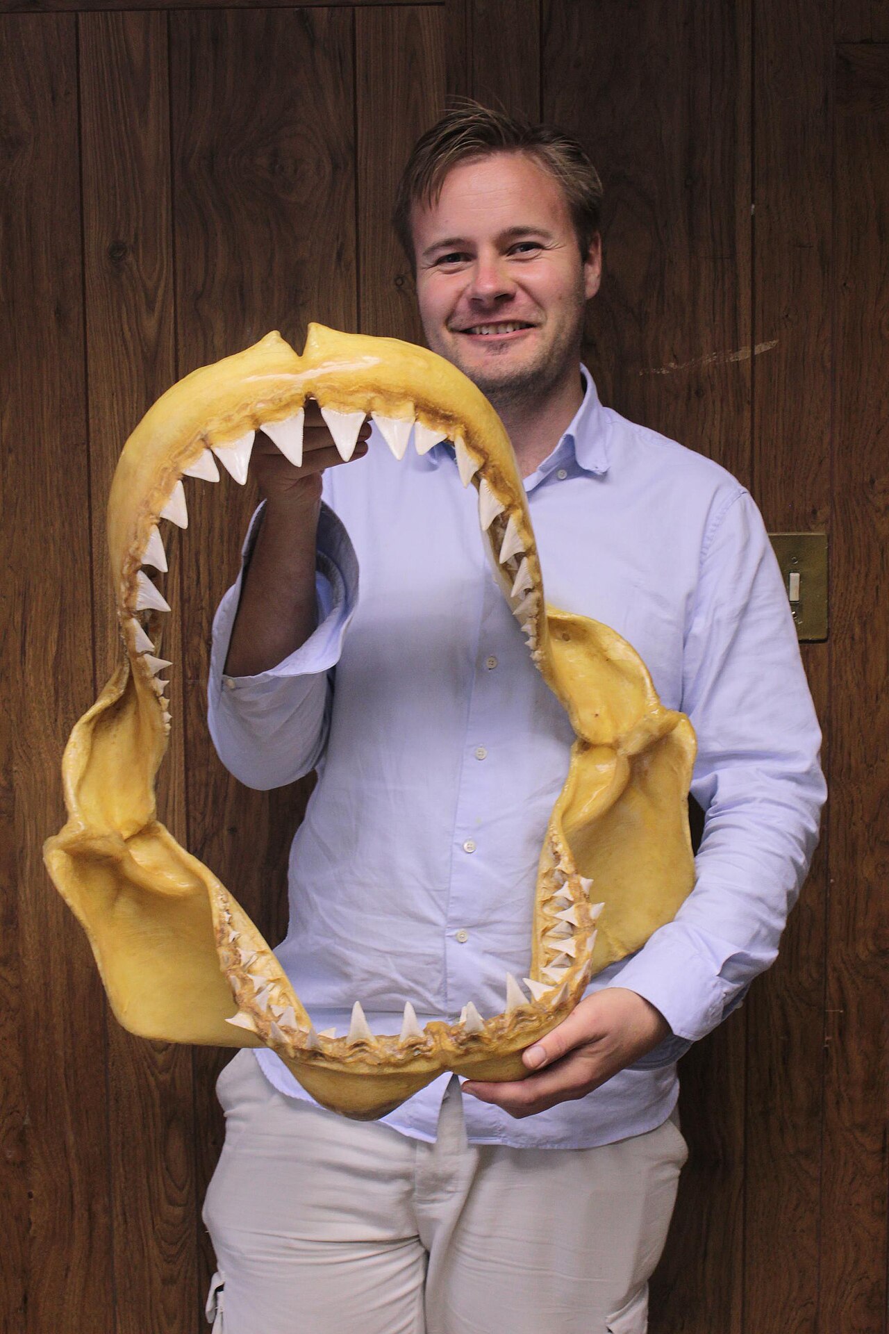 Preserved great white shark jaw specimen at the KZN Sharks Board