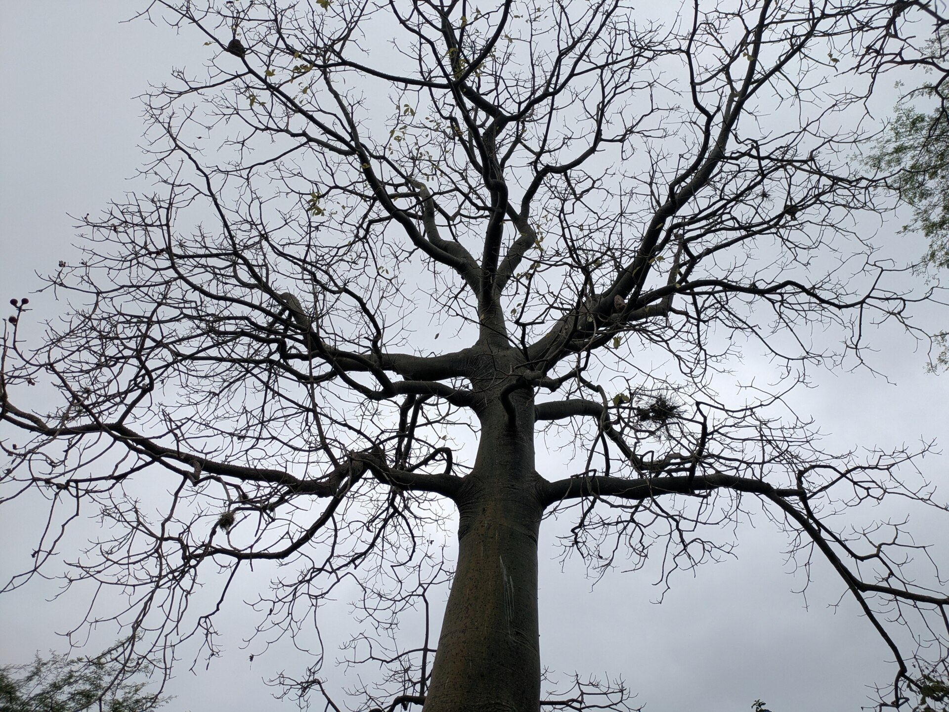 Ceibo tree in Machalilla National Park's tropical dry forest, Ecuador