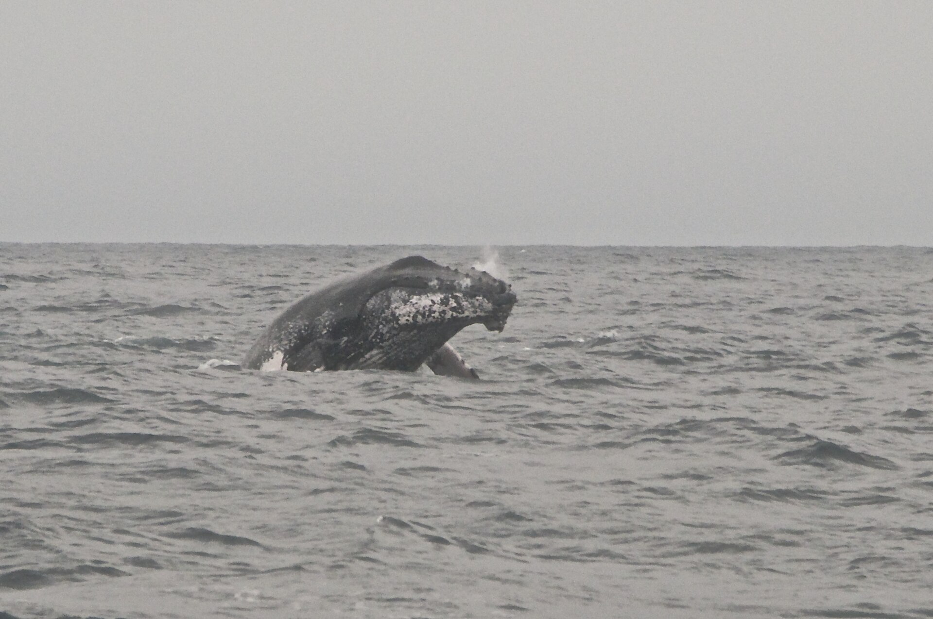 Humpback whale near Puerto López, Ecuador