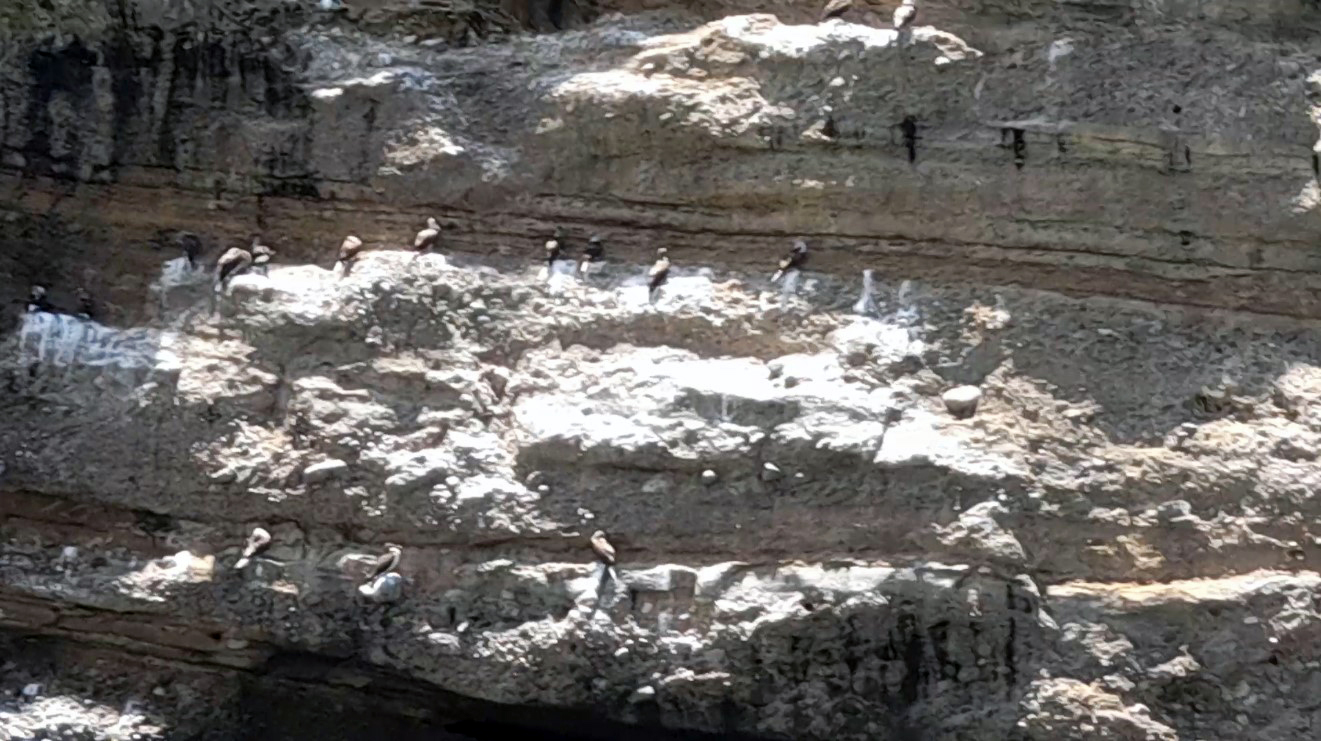 Blue-footed boobies at Isla Salango, Ecuador