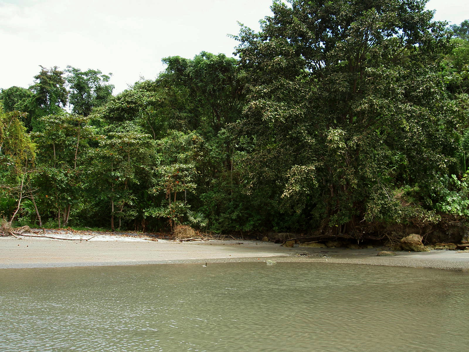 Mangroves near Mompiche, Ecuador