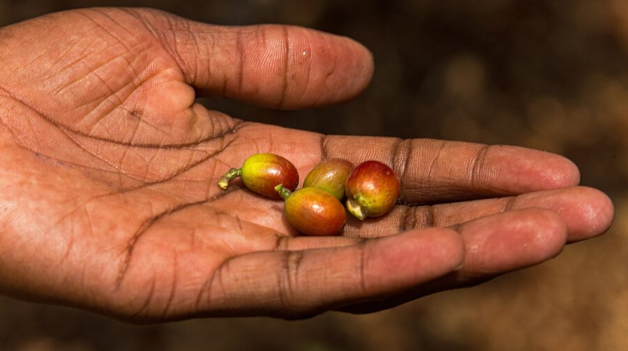 Coffee Finca Tours, Apaneca/Ataco