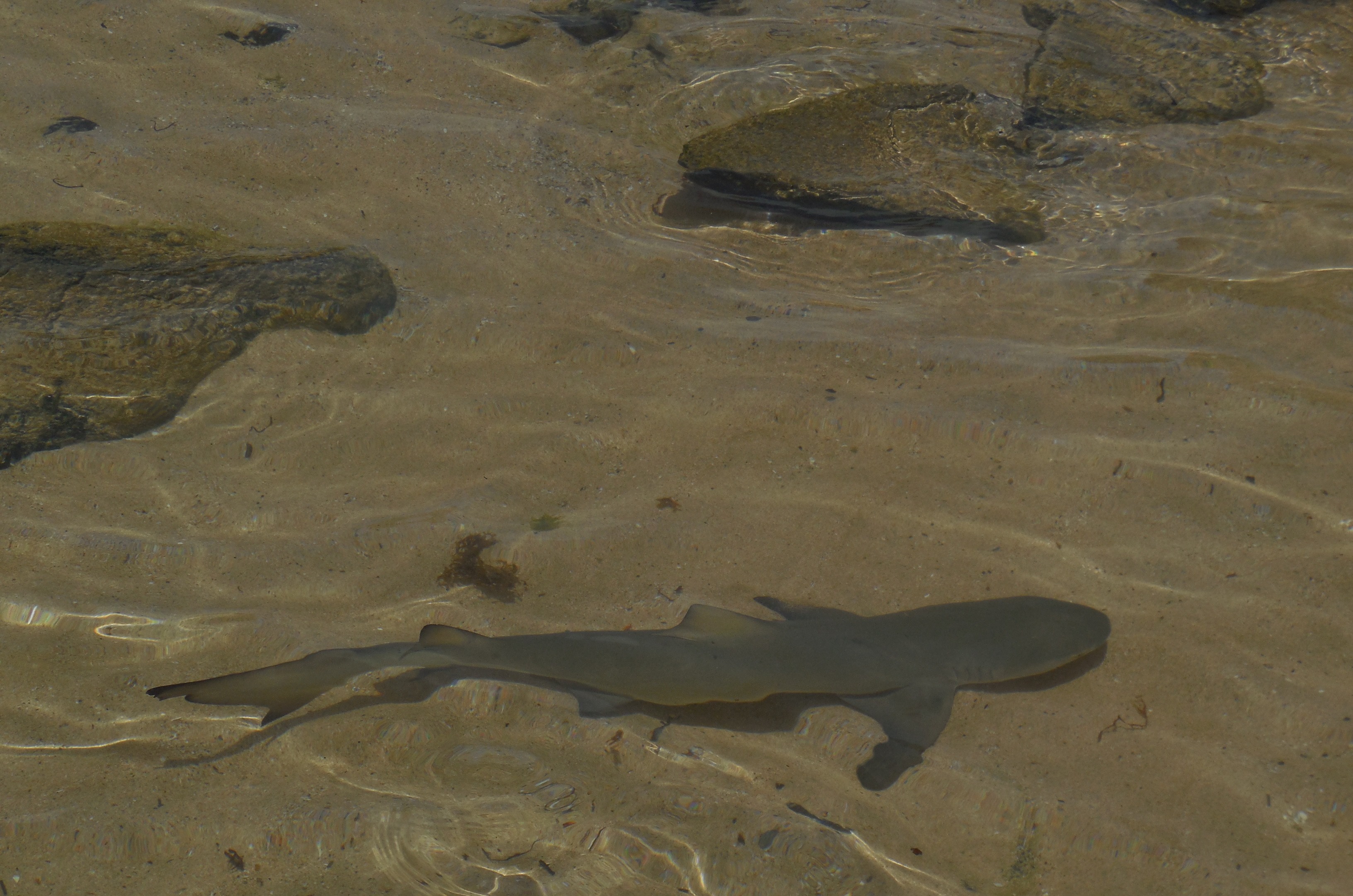 Juvenile lemon shark in the shallows at Fernando de Noronha