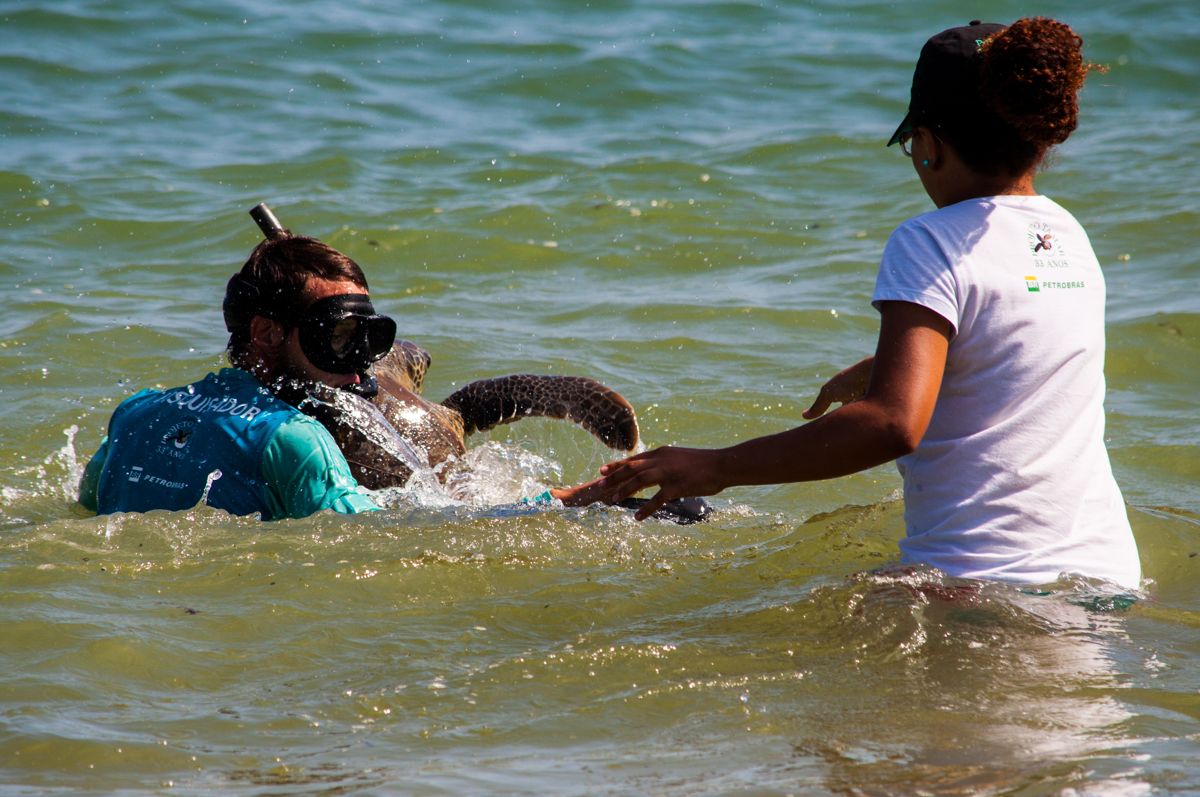 Projeto Tamar researchers processing a sea turtle at Baía do Sueste, Fernando de Noronha