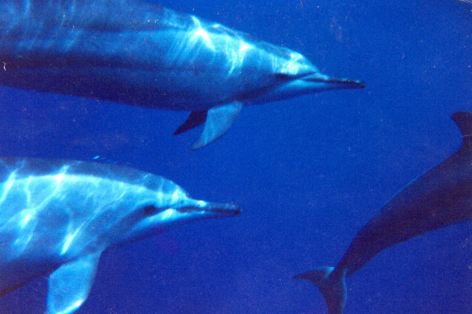 Pod of spinner dolphins in the waters off Fernando de Noronha