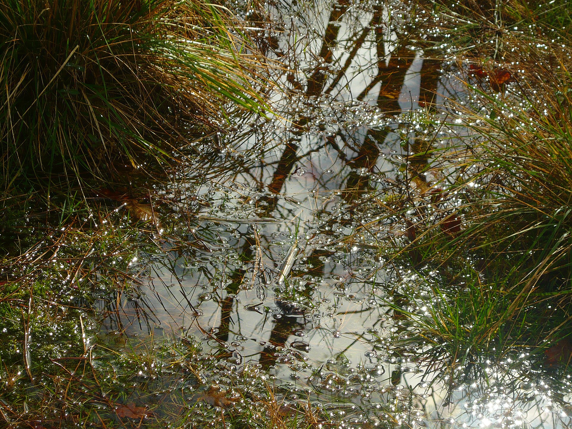 The Landes Forest, France