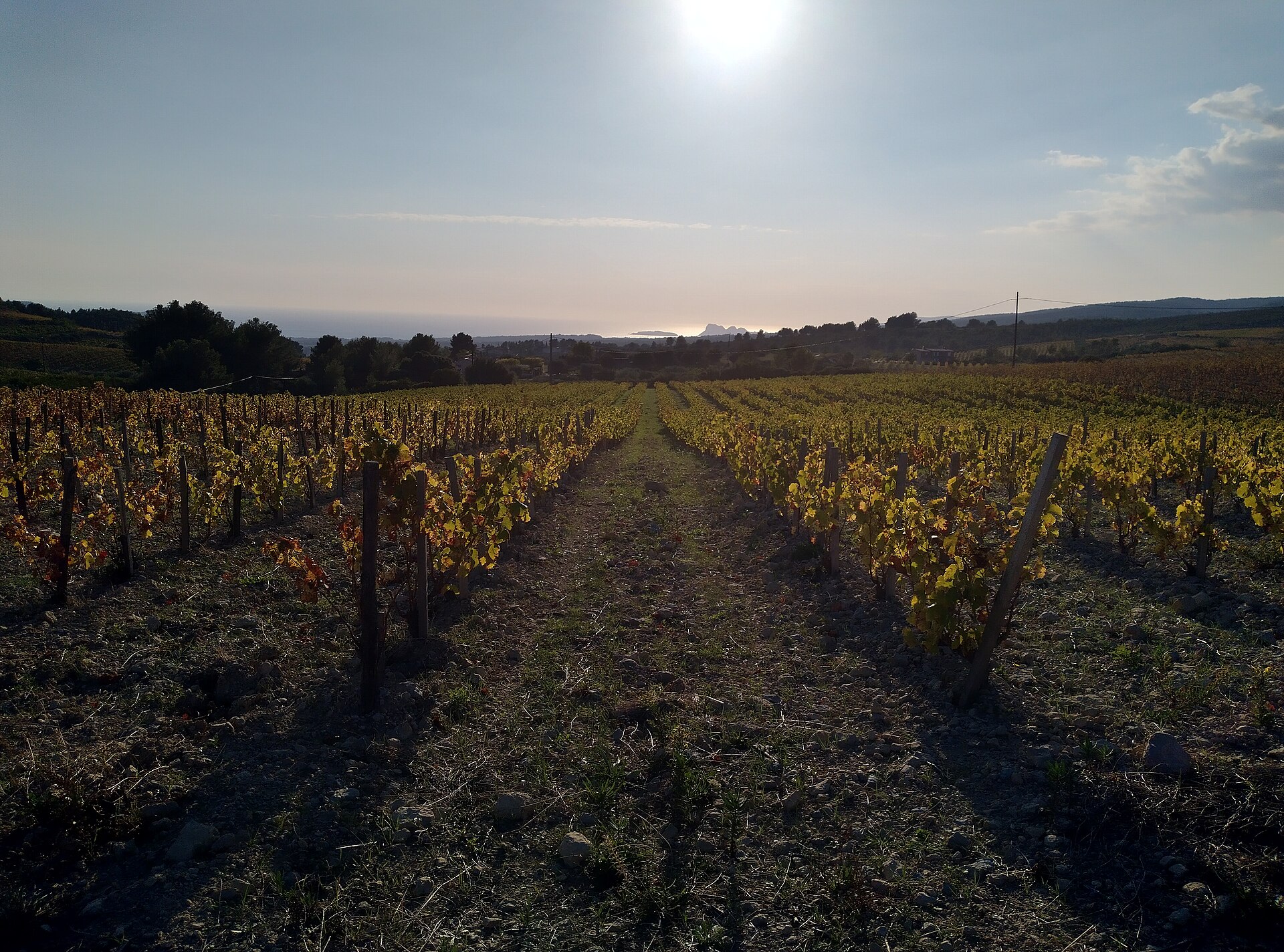 Bandol AOC vineyards, La Cadière-d'Azur