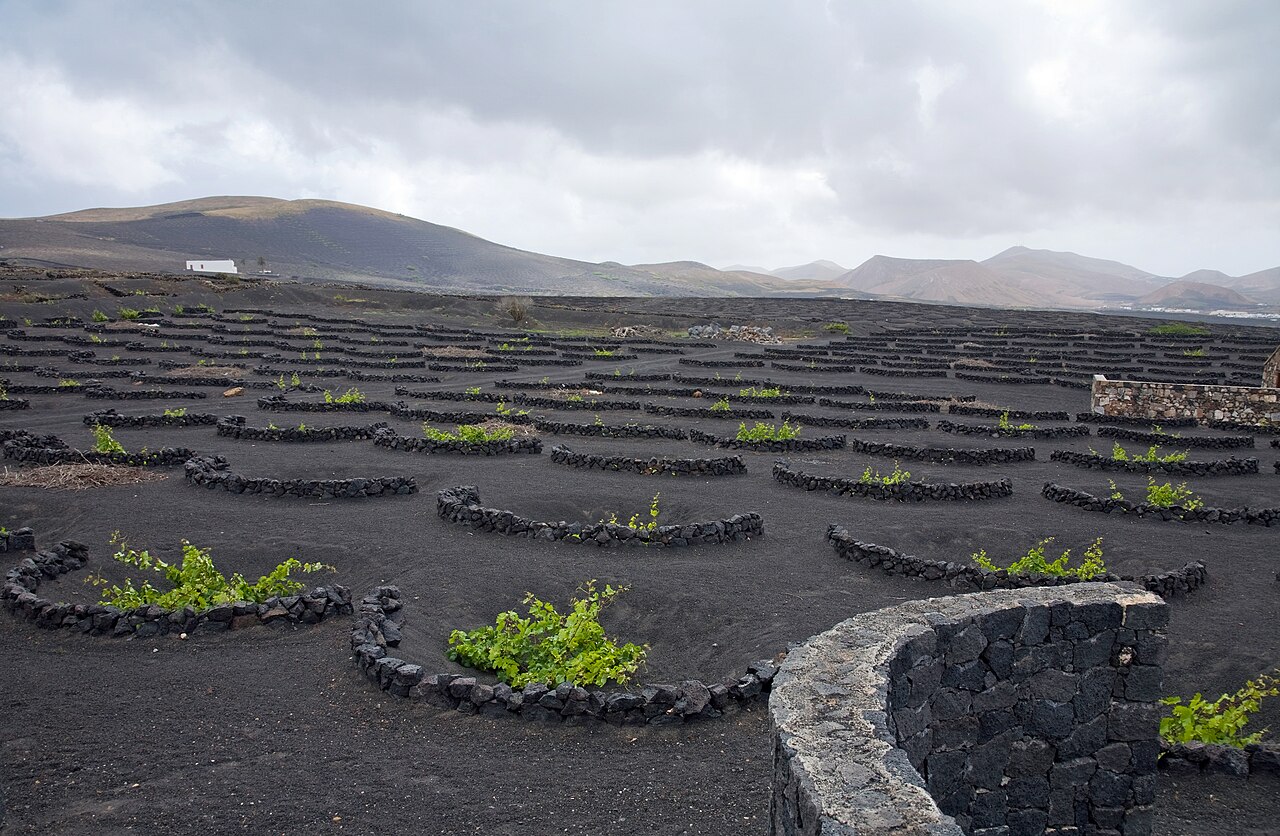 Vines growing in volcanic-ash hollows in La Geria
