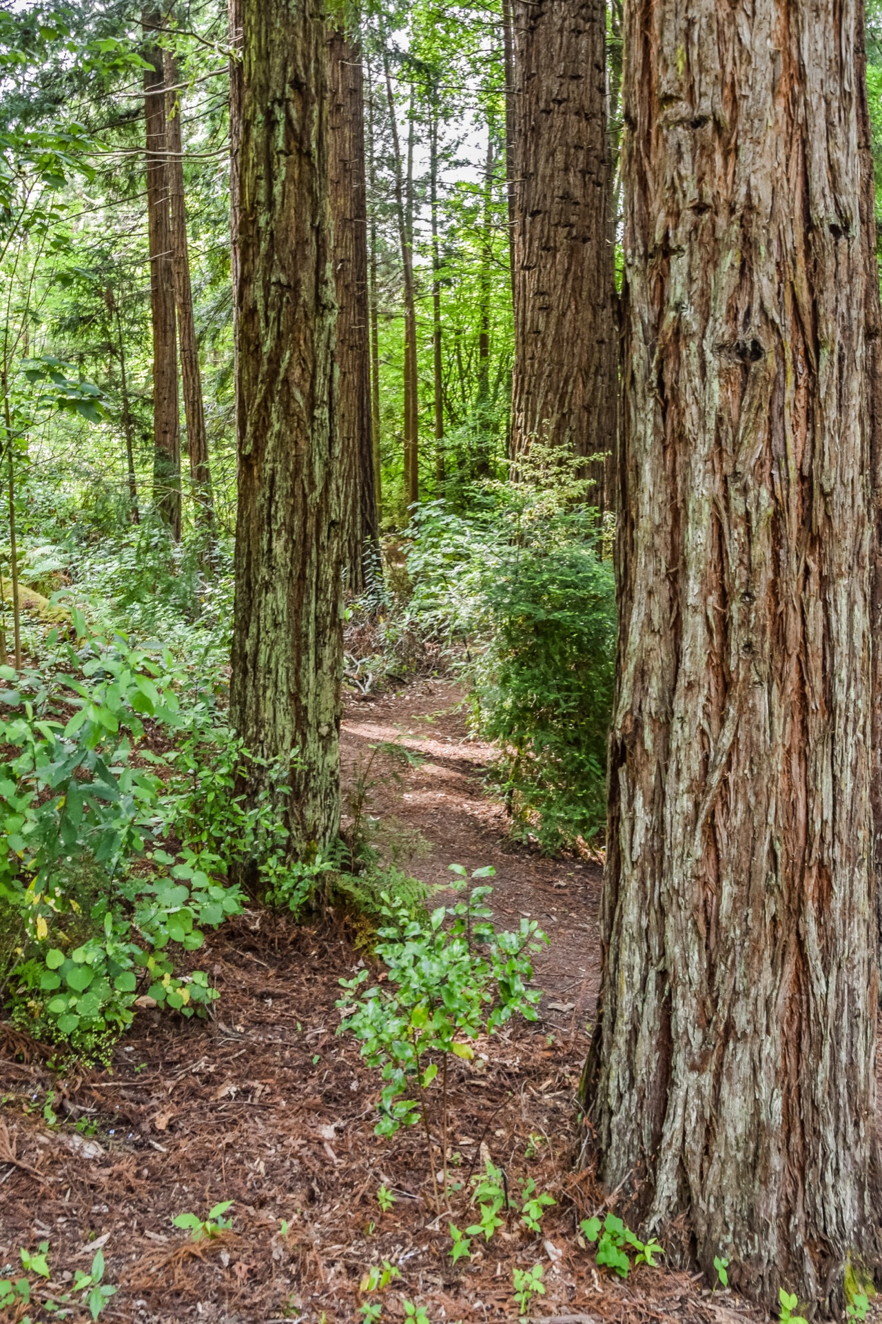 Eastwoodhill Arboretum, near Gisborne, New Zealand