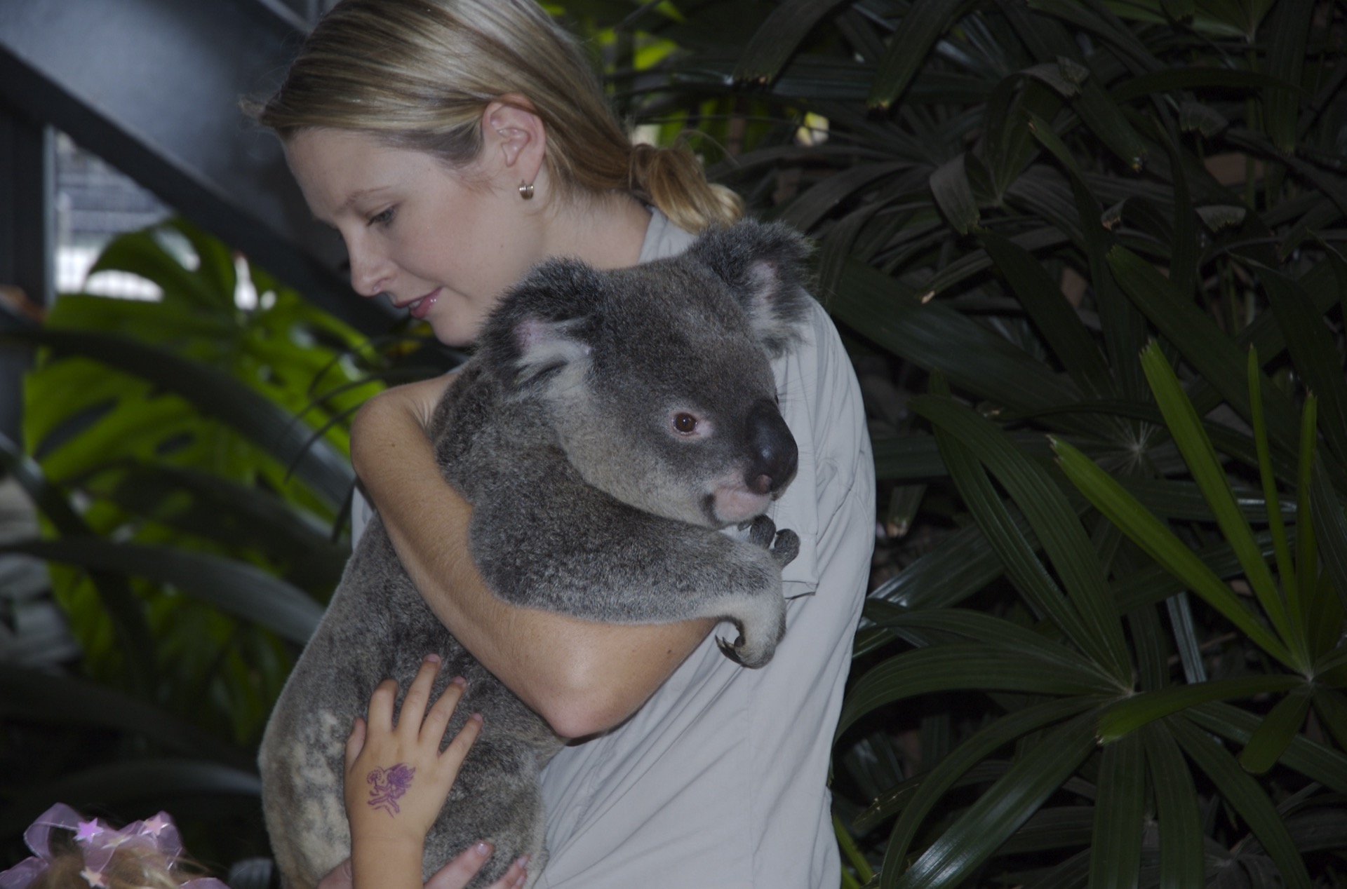 Koala at Australia Zoo, Beerwah, Queensland, Australia