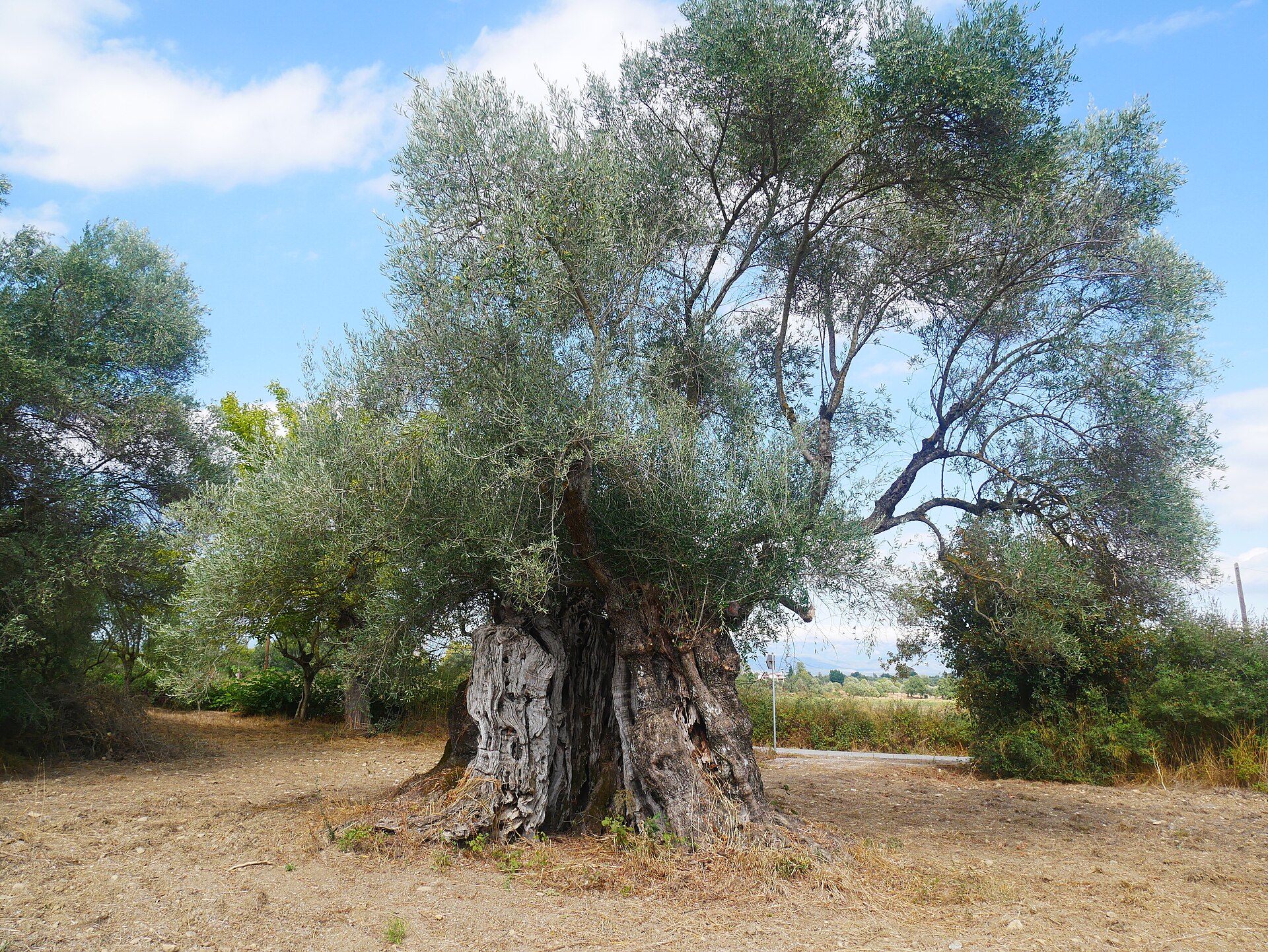 Ancient olive tree, Peloponnese, Greece