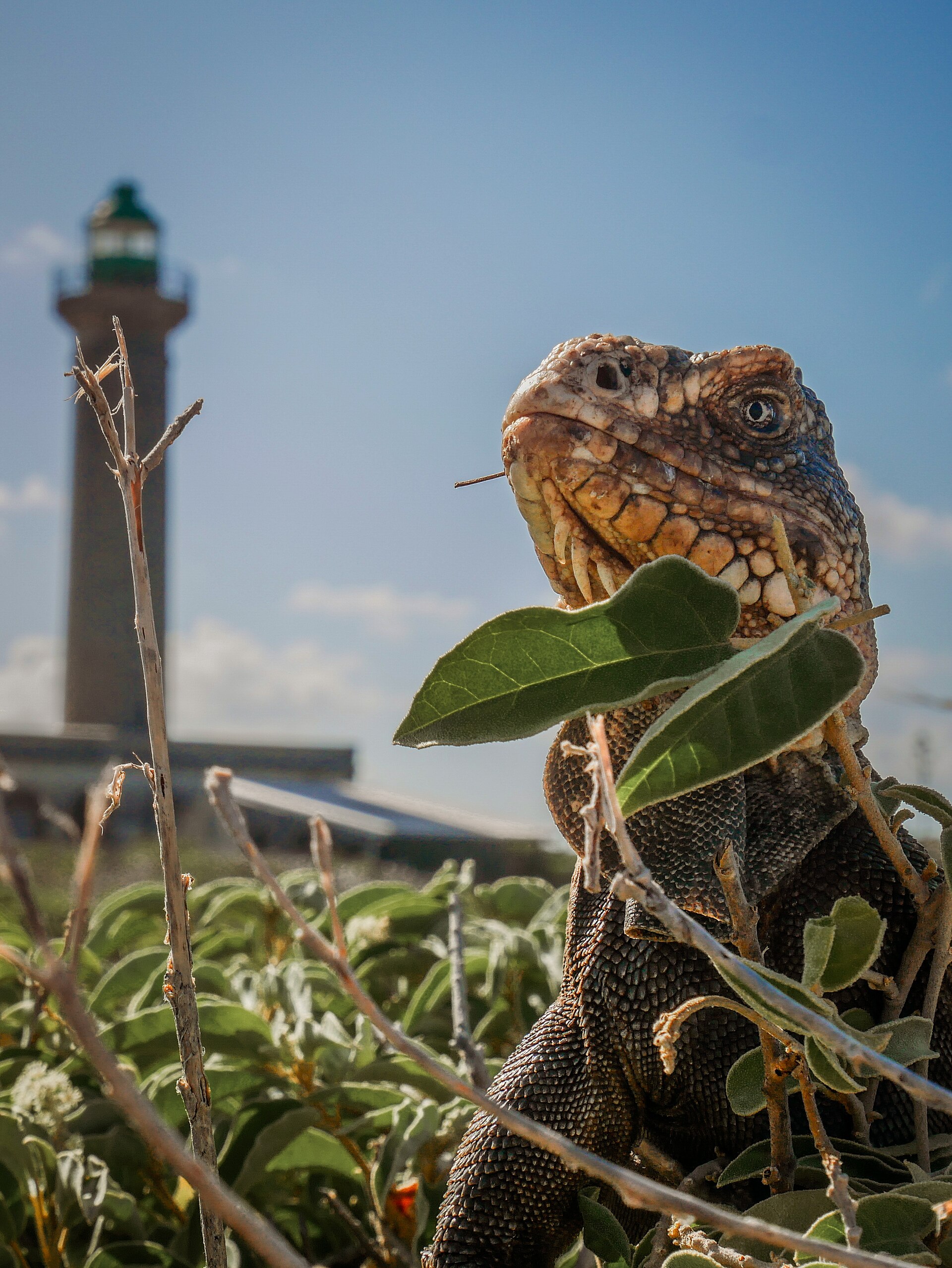 Lesser Antillean iguana at Petite-Terre Nature Reserve, Guadeloupe