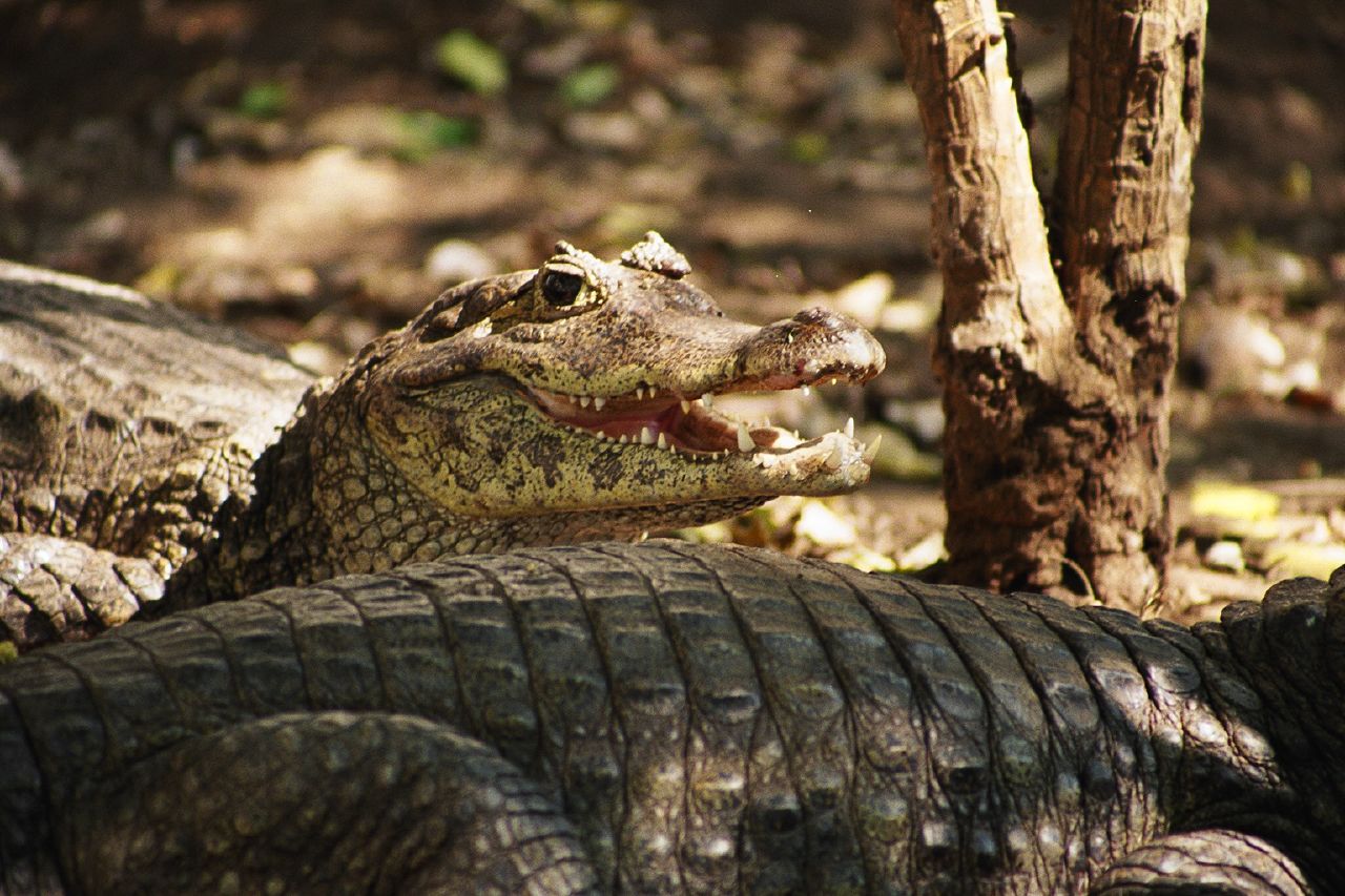 Spectacled caiman in Monterrico, Guatemala