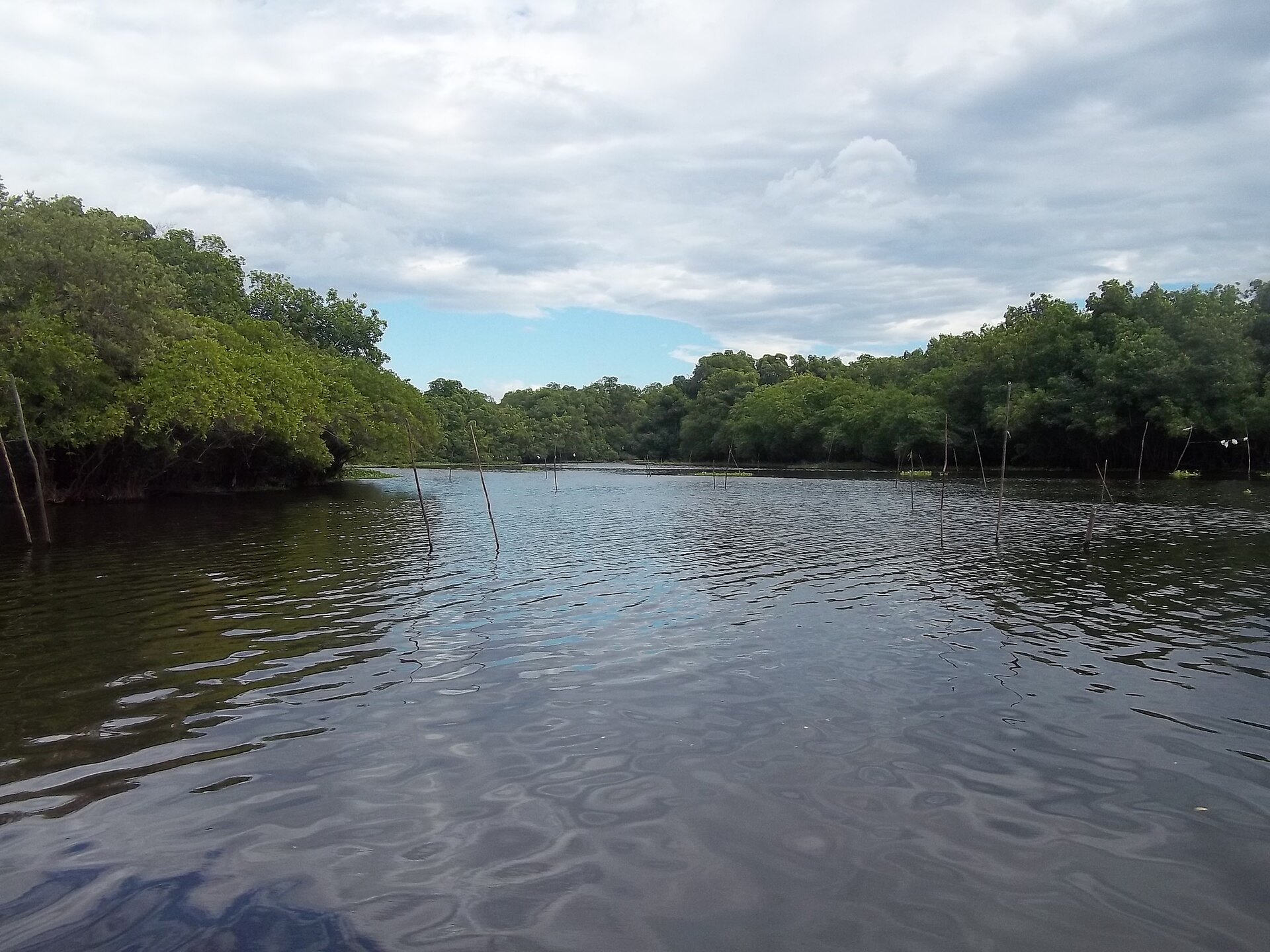 Mangrove canal along the Canal de Chiquimulilla, Guatemala