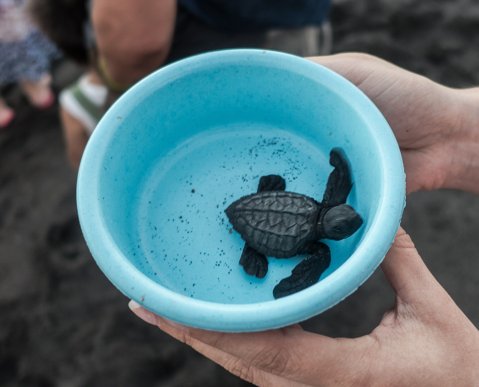 Sea turtle hatchling on a beach in Guatemala