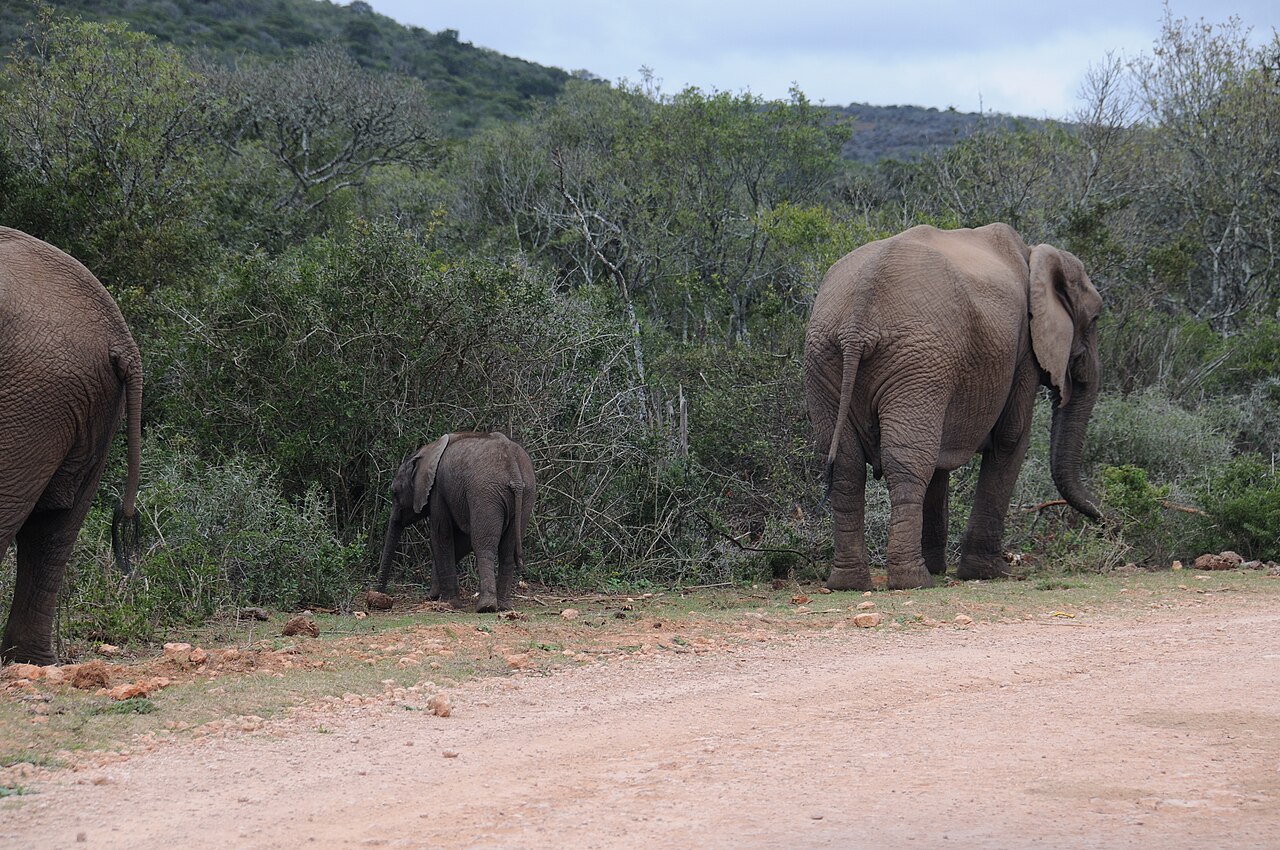 African bush elephants including a calf in Addo Elephant National Park