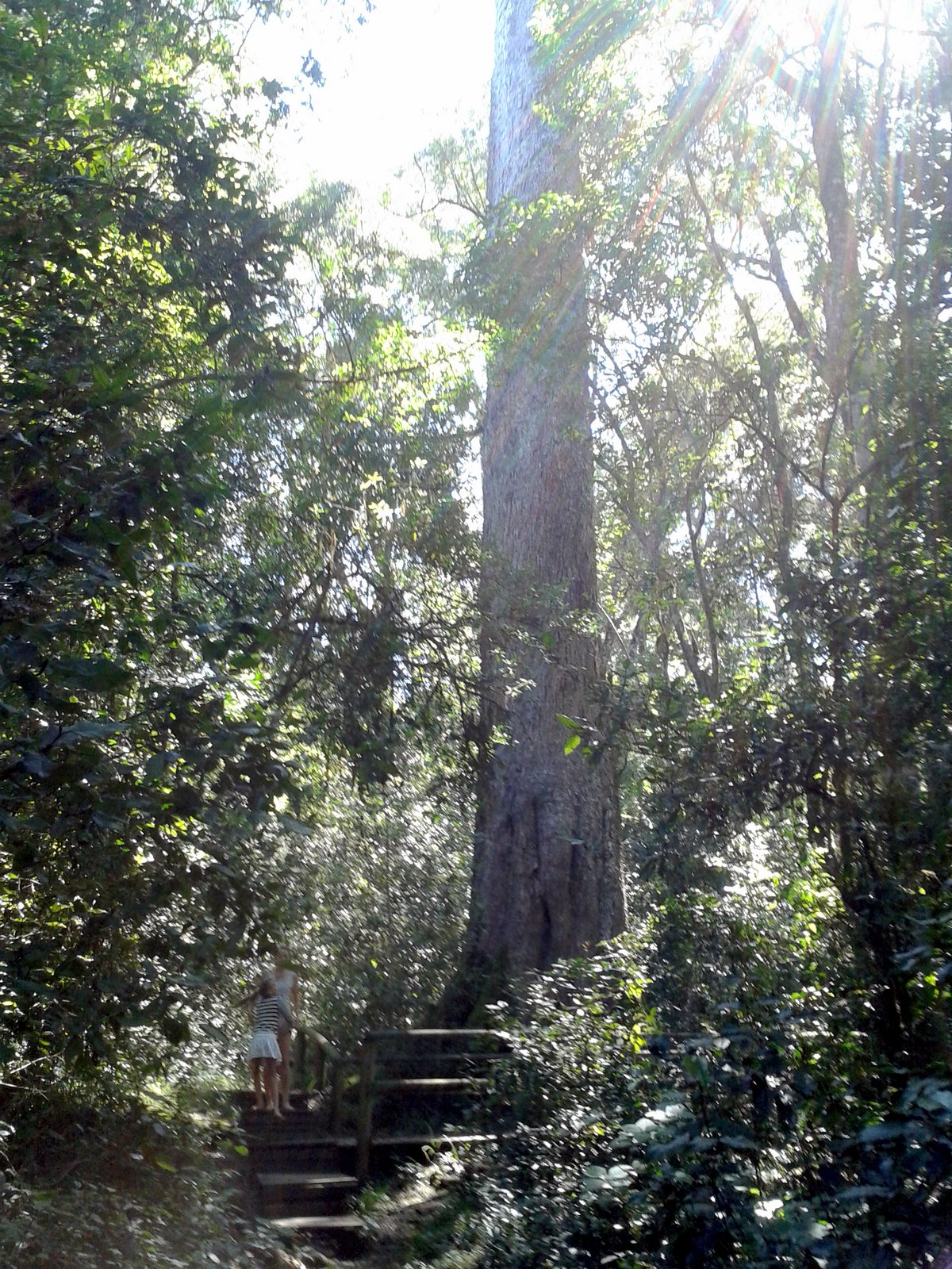 The Diepwalle Big Tree, a giant yellowwood