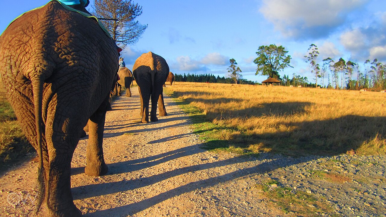 Elephants walking a road at Knysna Elephant Park