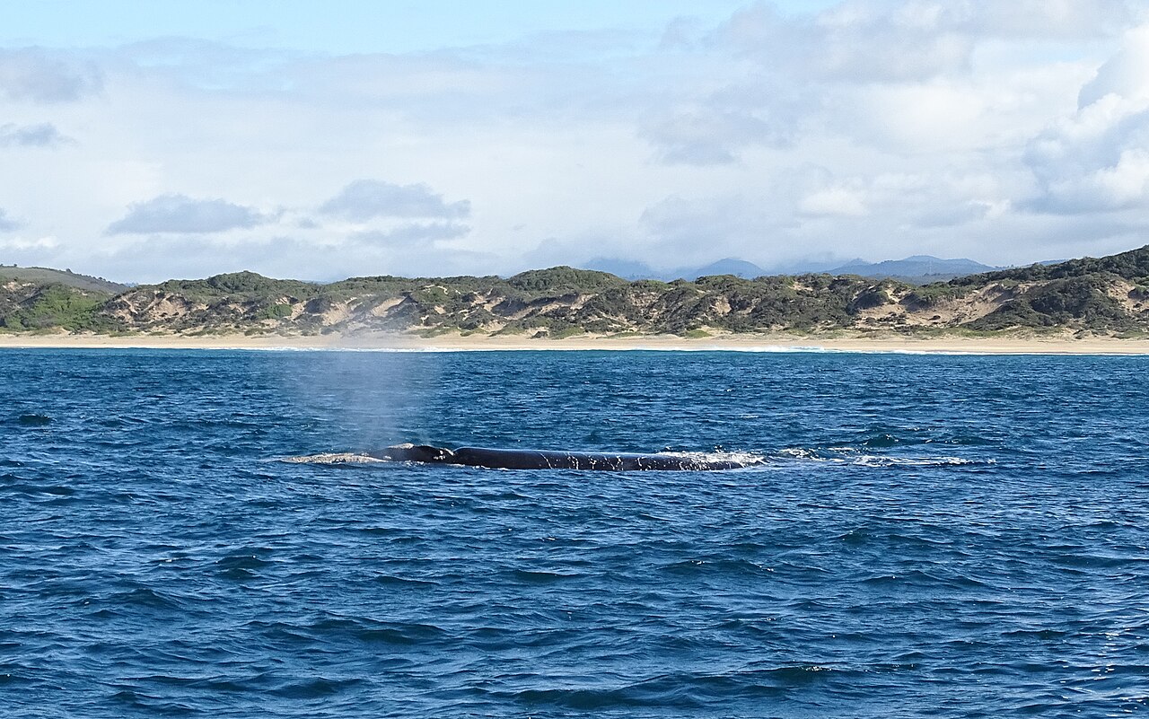 Bryde's whales spouting off the Plettenberg Bay coast