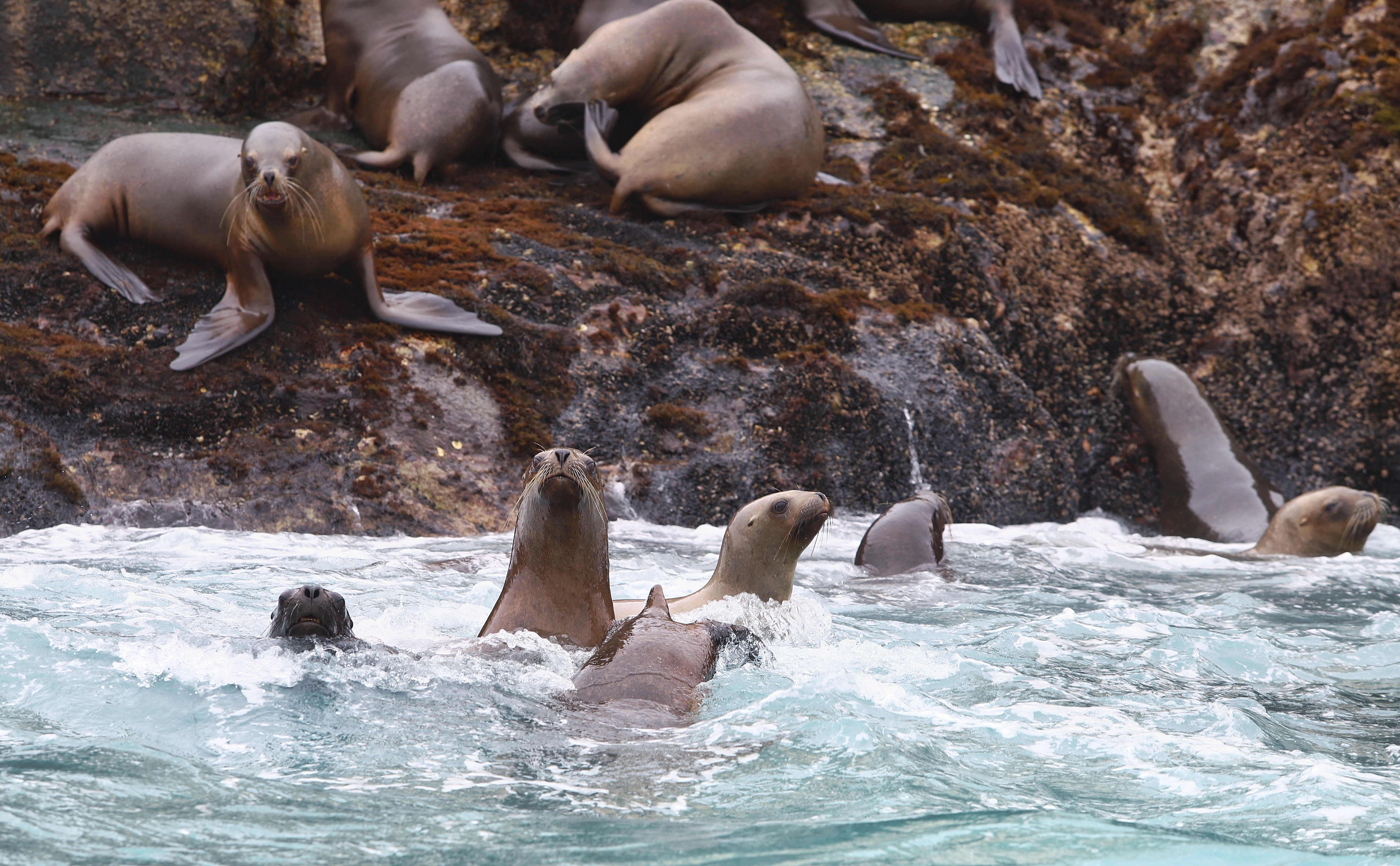 Sea lion colony at the Palomino Islands, Callao, Peru