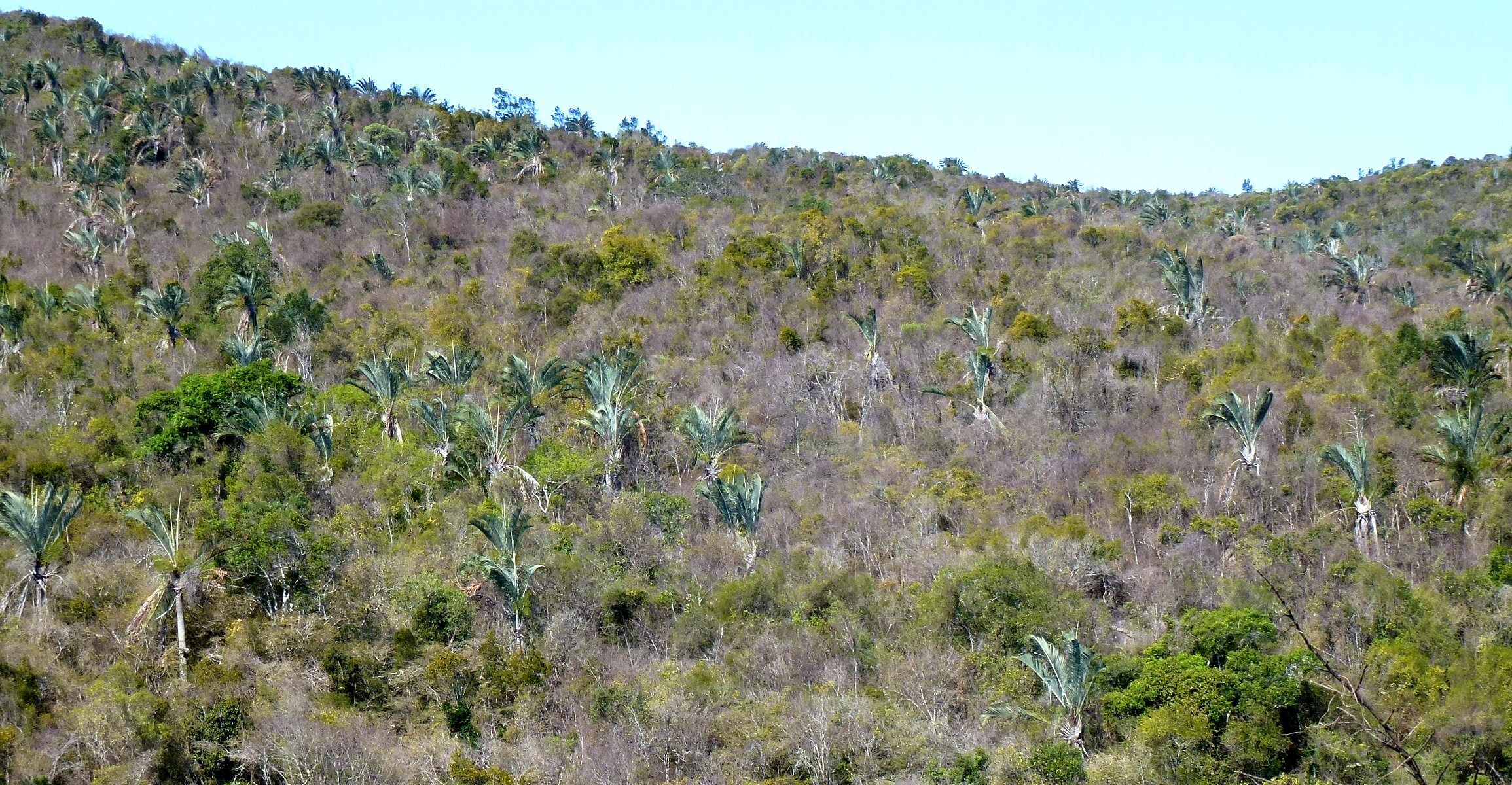 Endemic triangle palm growing in Andohahela National Park near Fort Dauphin, Madagascar