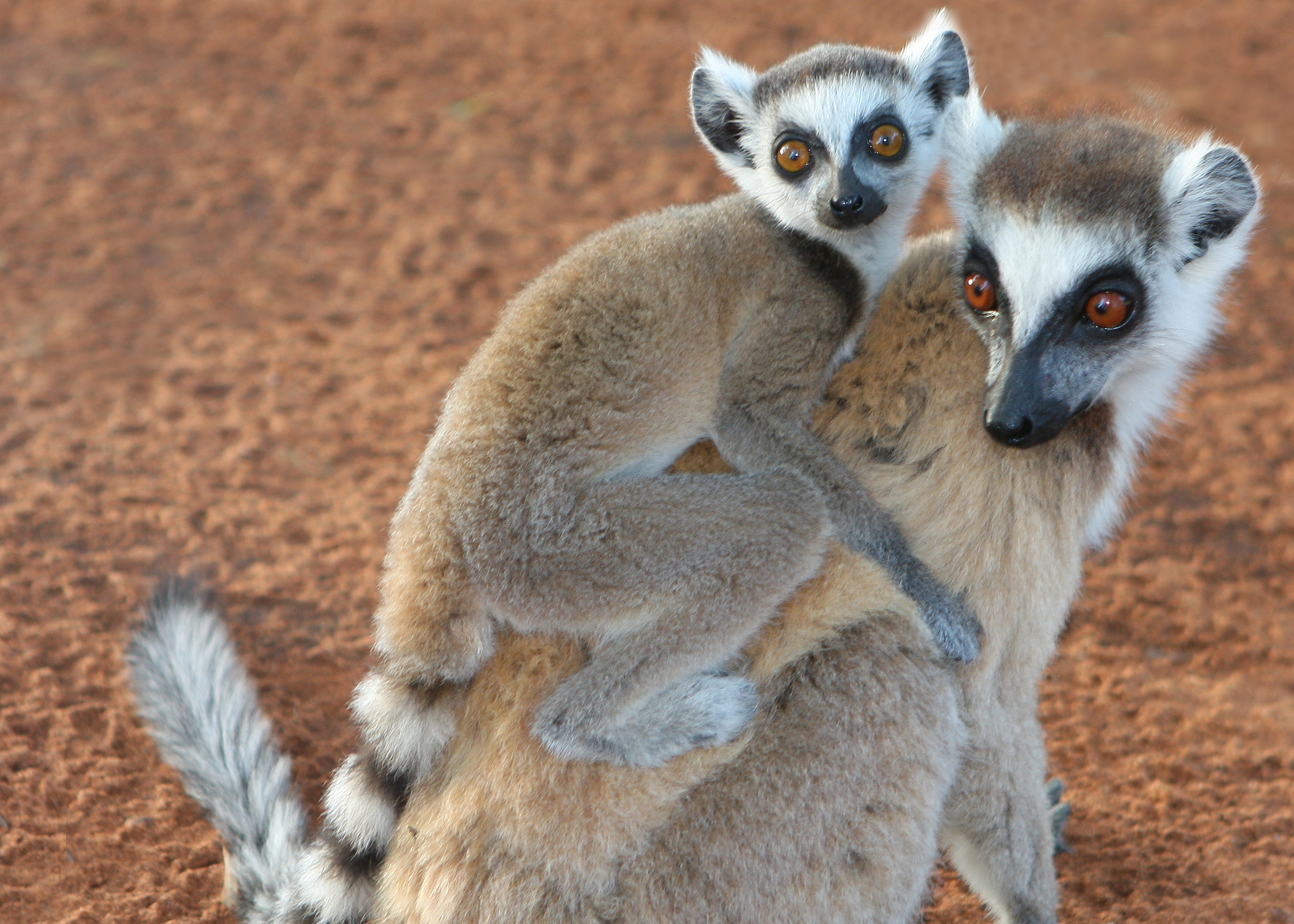 Ring-tailed lemur at Berenty Reserve near Fort Dauphin, Madagascar