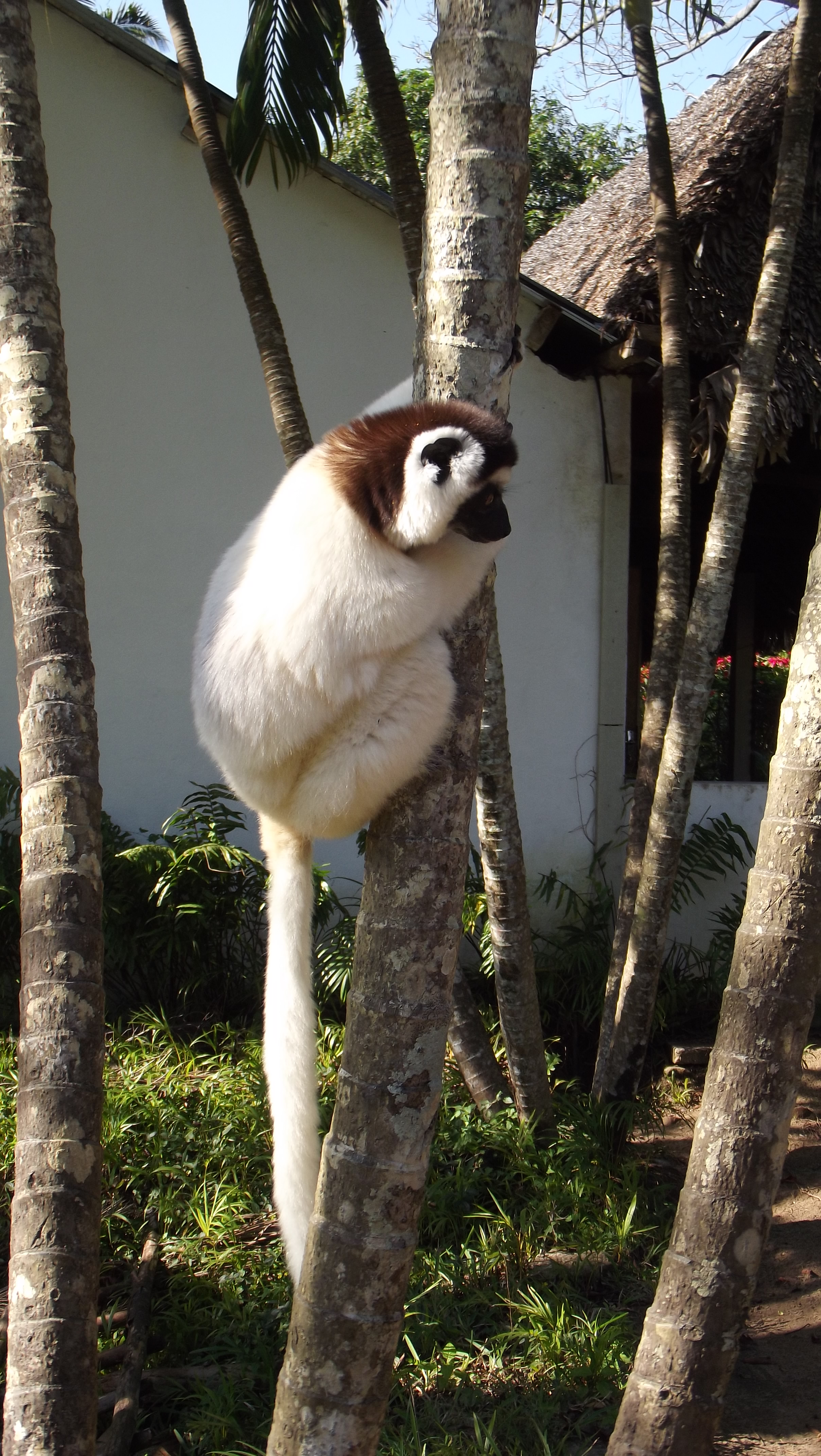 Lemur in the Nahampoana Reserve near Fort Dauphin, Madagascar