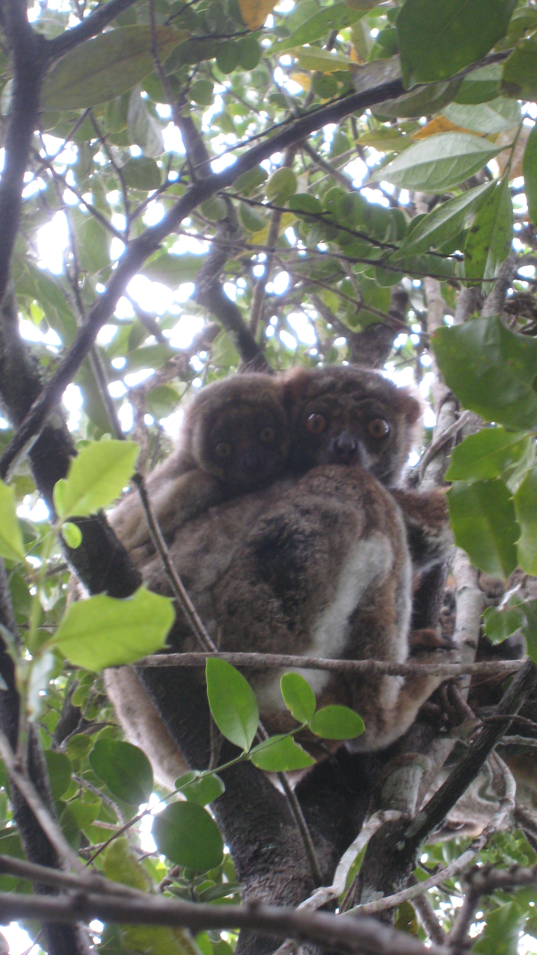 Southern woolly lemur with infant in the Sainte Luce littoral forest reserve, southeast Madagascar