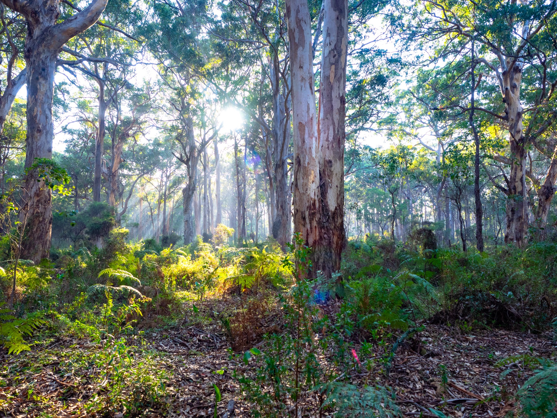 Karri trees in Boranup Forest, Western Australia, Australia